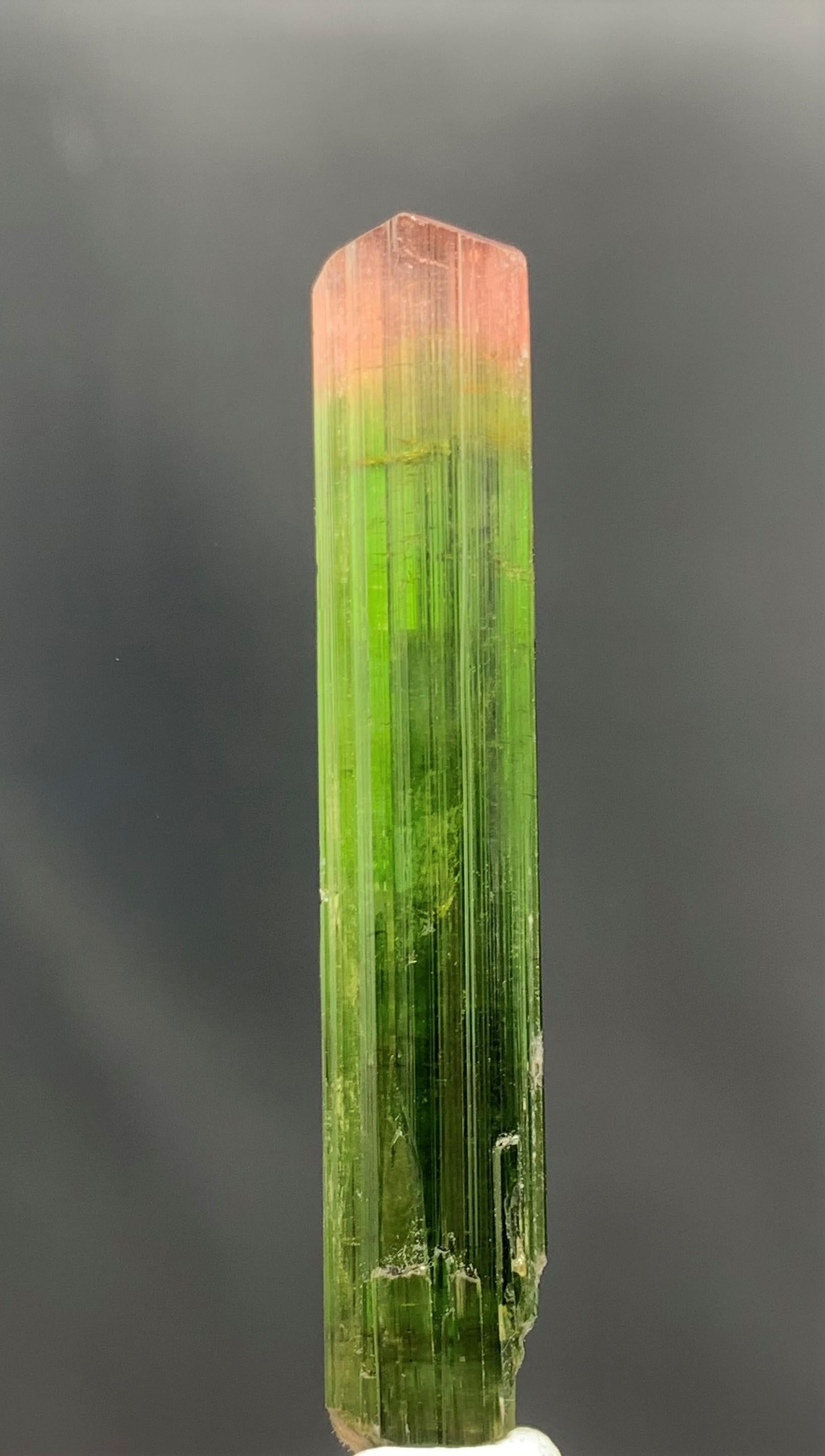 Gorgeous 53.65 Carat Bi Color Tourmaline Crystal From Paprok Mine Afghanistan In Good Condition For Sale In Peshawar, PK