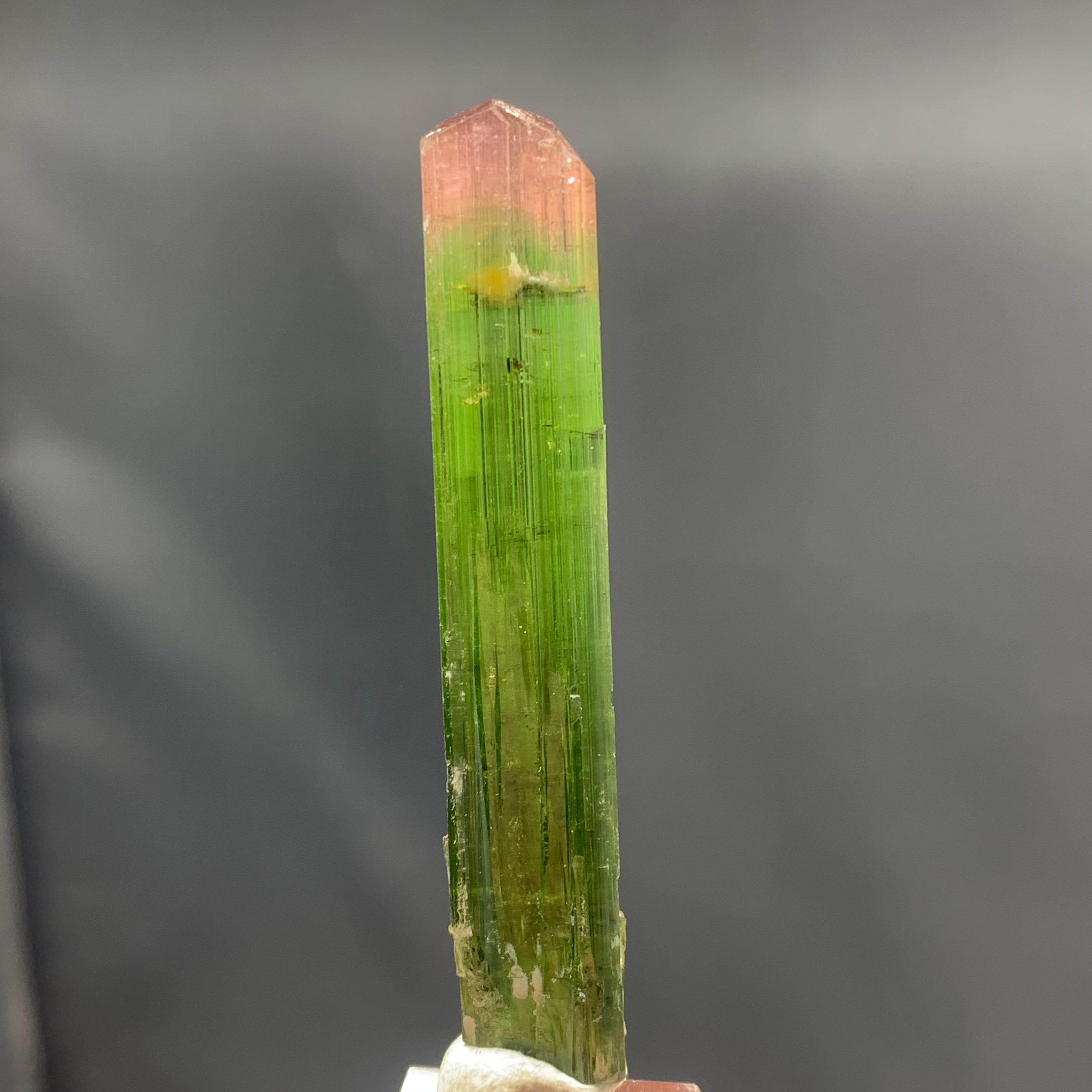 18th Century and Earlier Gorgeous 53.65 Carat Bi Color Tourmaline Crystal From Paprok Mine Afghanistan For Sale