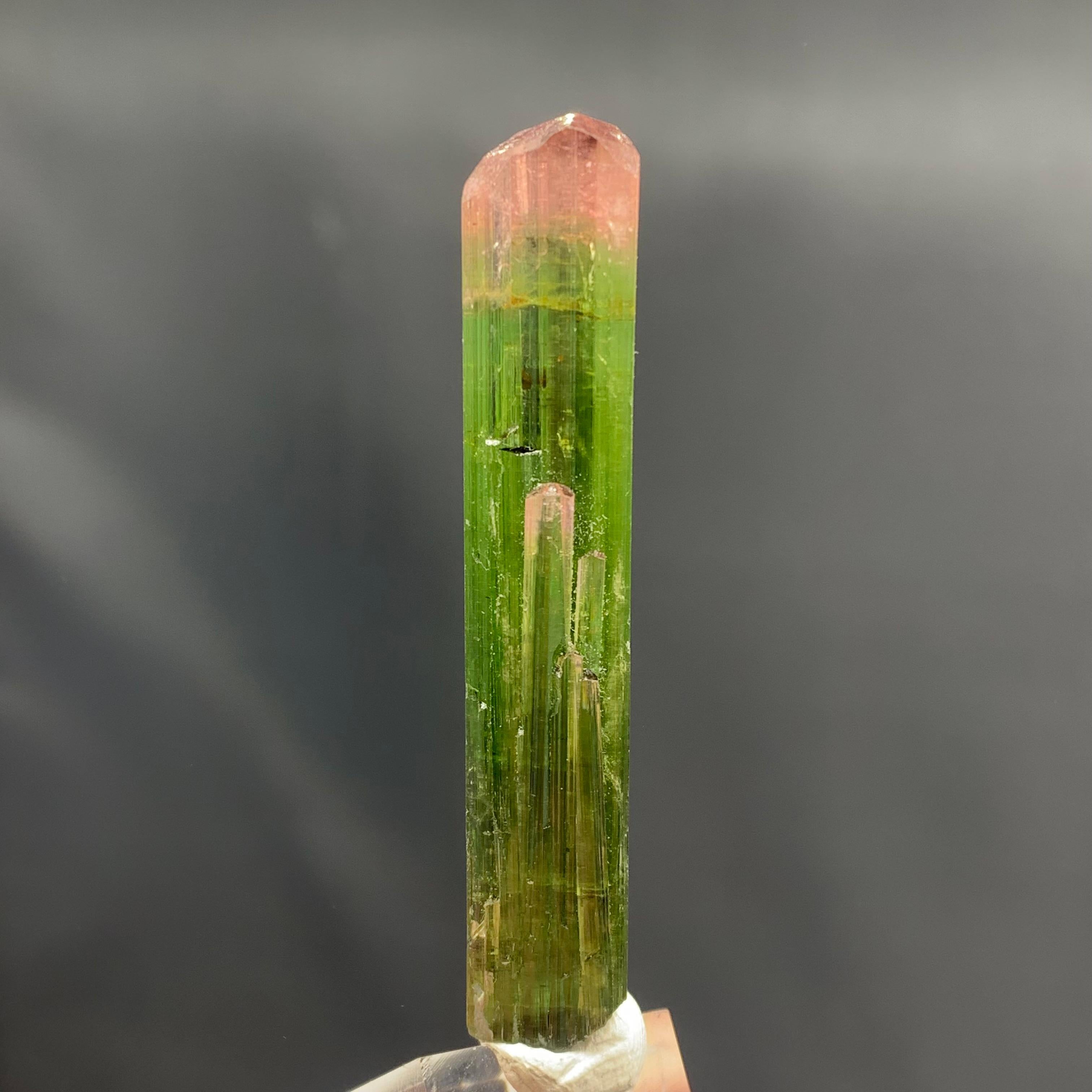 Gorgeous 53.65 Carat Bi Color Tourmaline Crystal From Paprok Mine Afghanistan For Sale 1