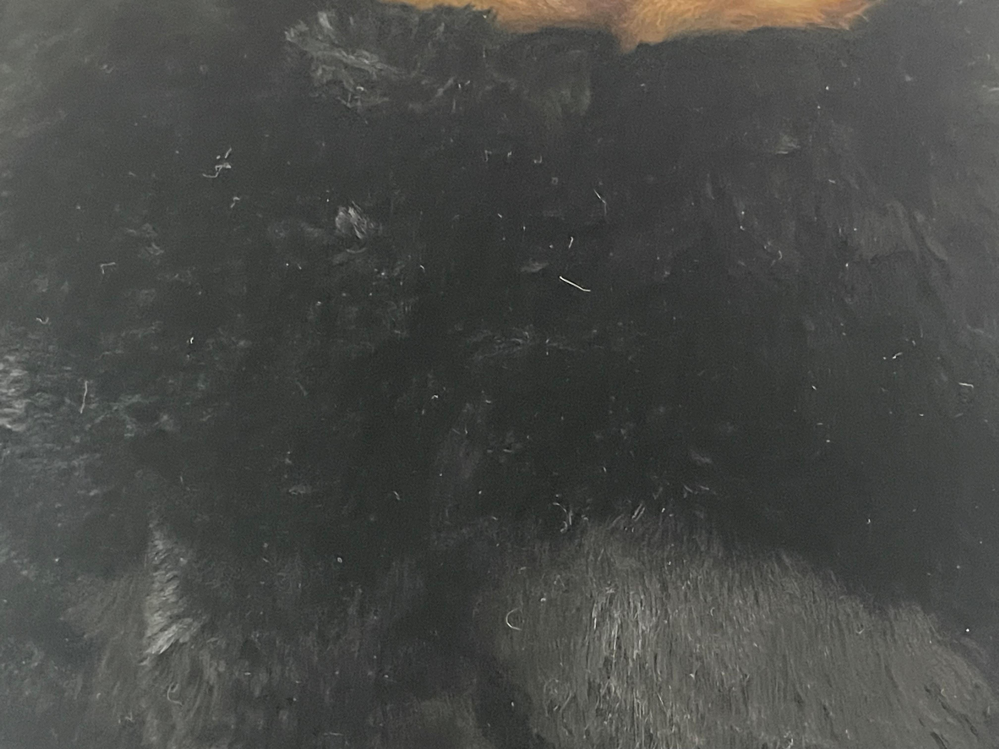 Magnifique manchon en fourrure de castor noir Bon état - En vente à Boca Raton, FL