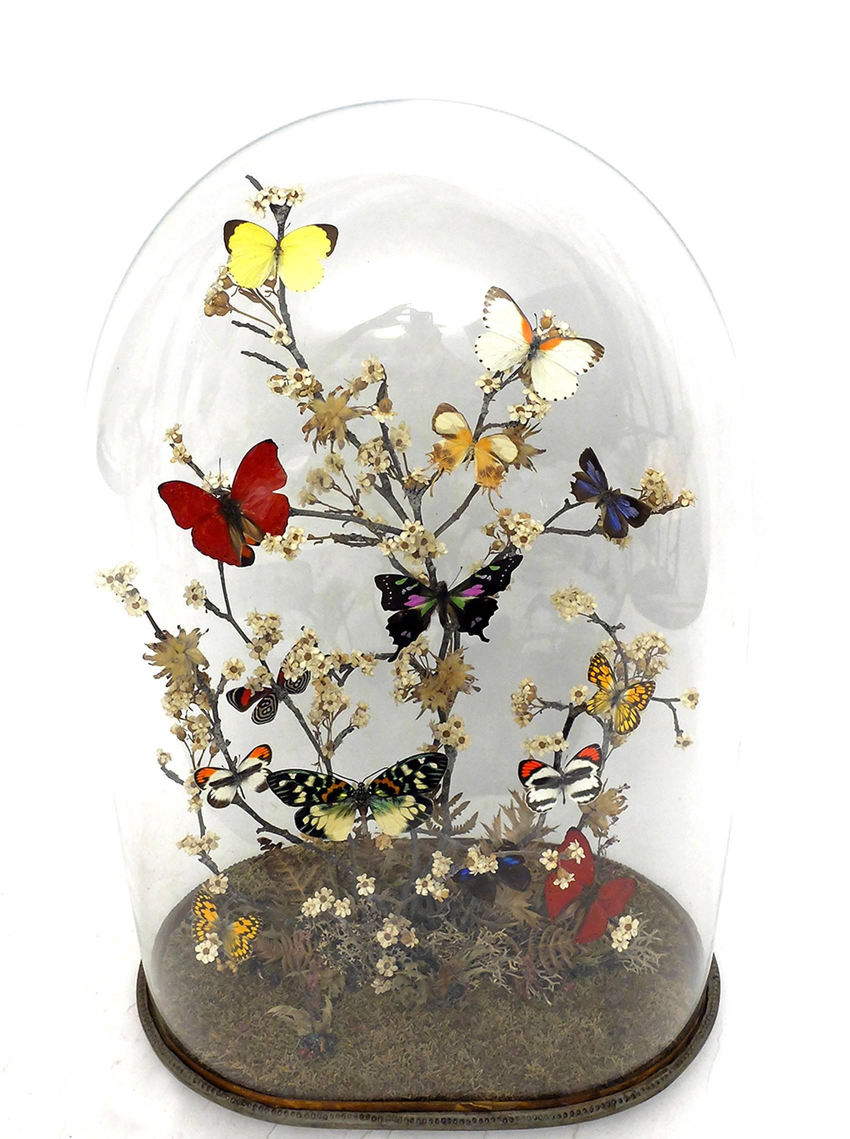 A Diorama with natural Wunderkammer Specimens of 15 butterflies leaned over flowering tree branches willing over moss the Specimens are mounted inside an oval glass dome over a painted wooden base. Rare and magnificent Naturalis Historia specimen.