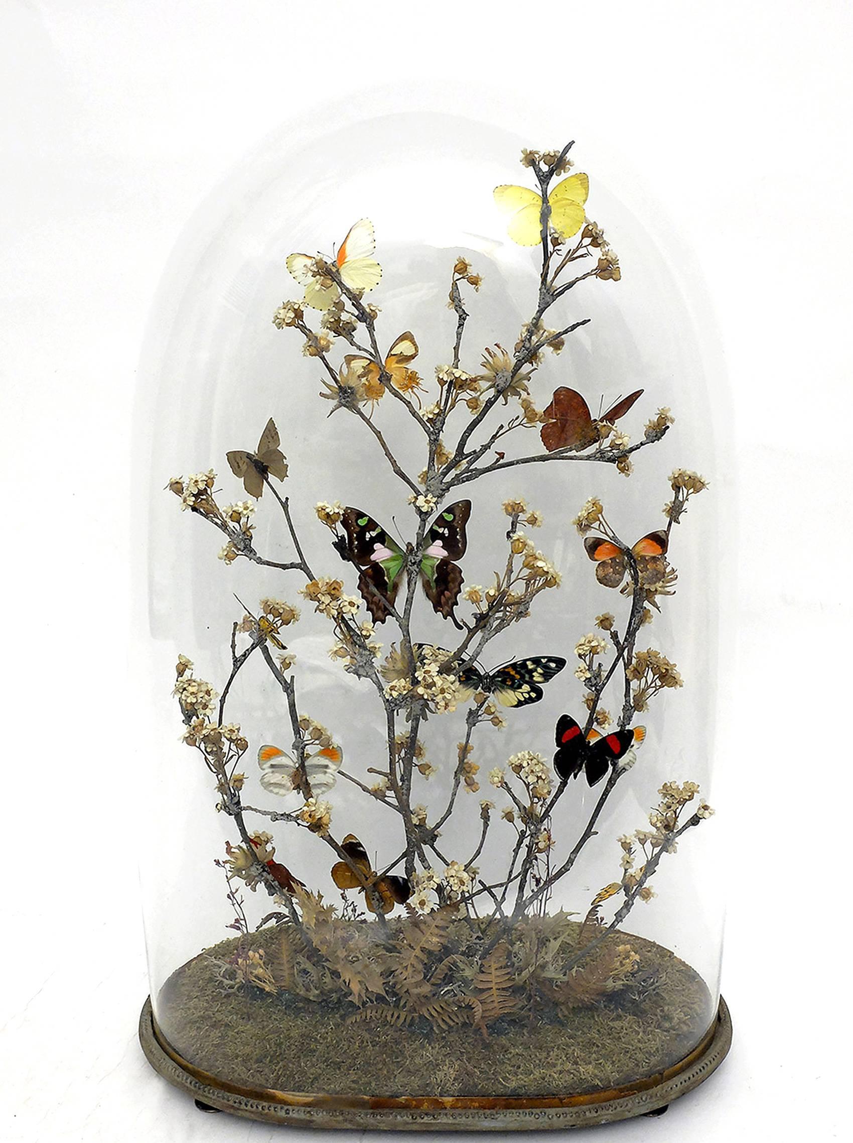 Gorgeous Diorama with Butterflies and Flowers, Italy, circa 1880 In Excellent Condition In Milan, IT