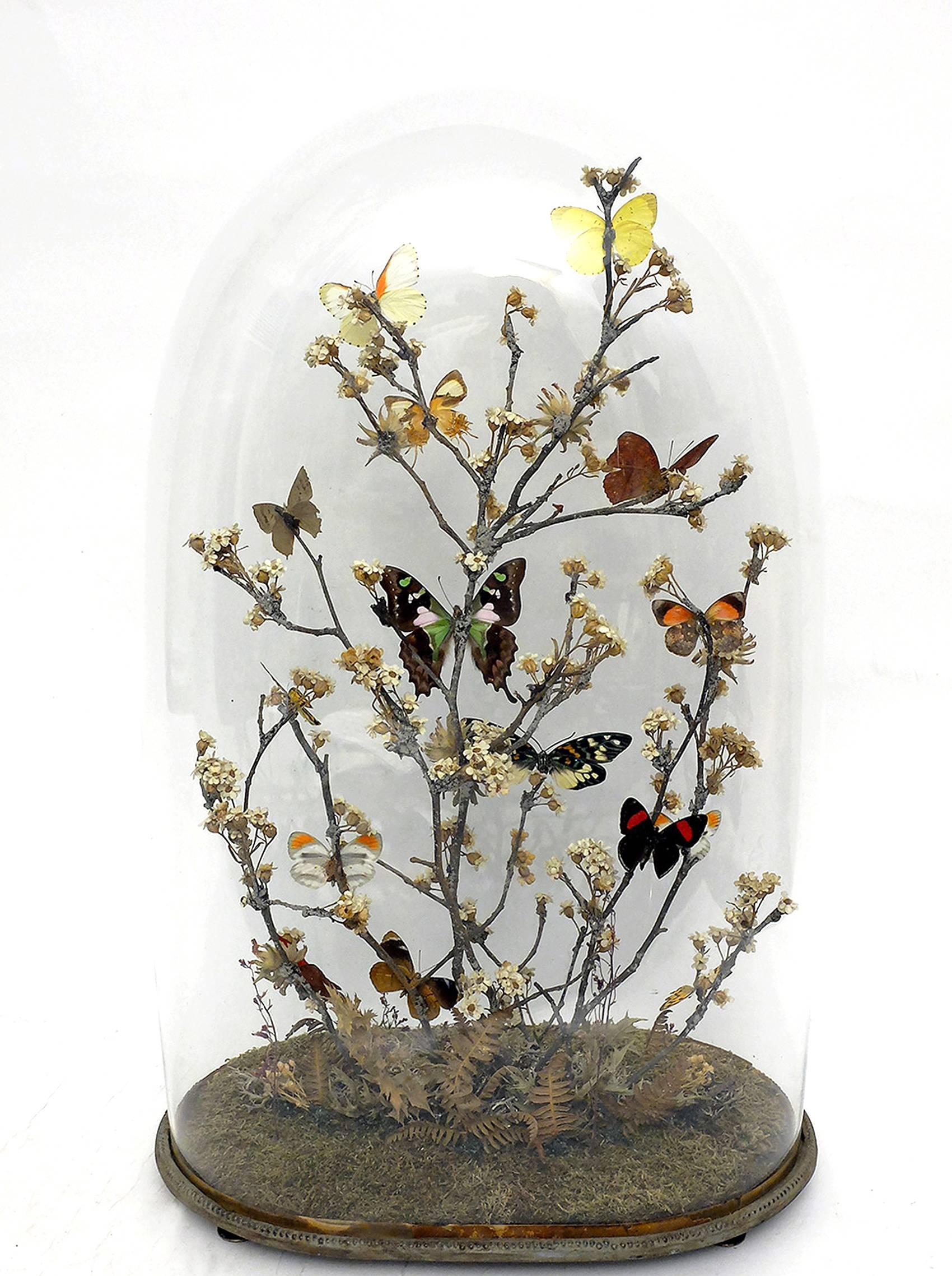 Magnifique diorama avec papillons et fleurs, Italie, vers 1880 Excellent état à Milan, IT