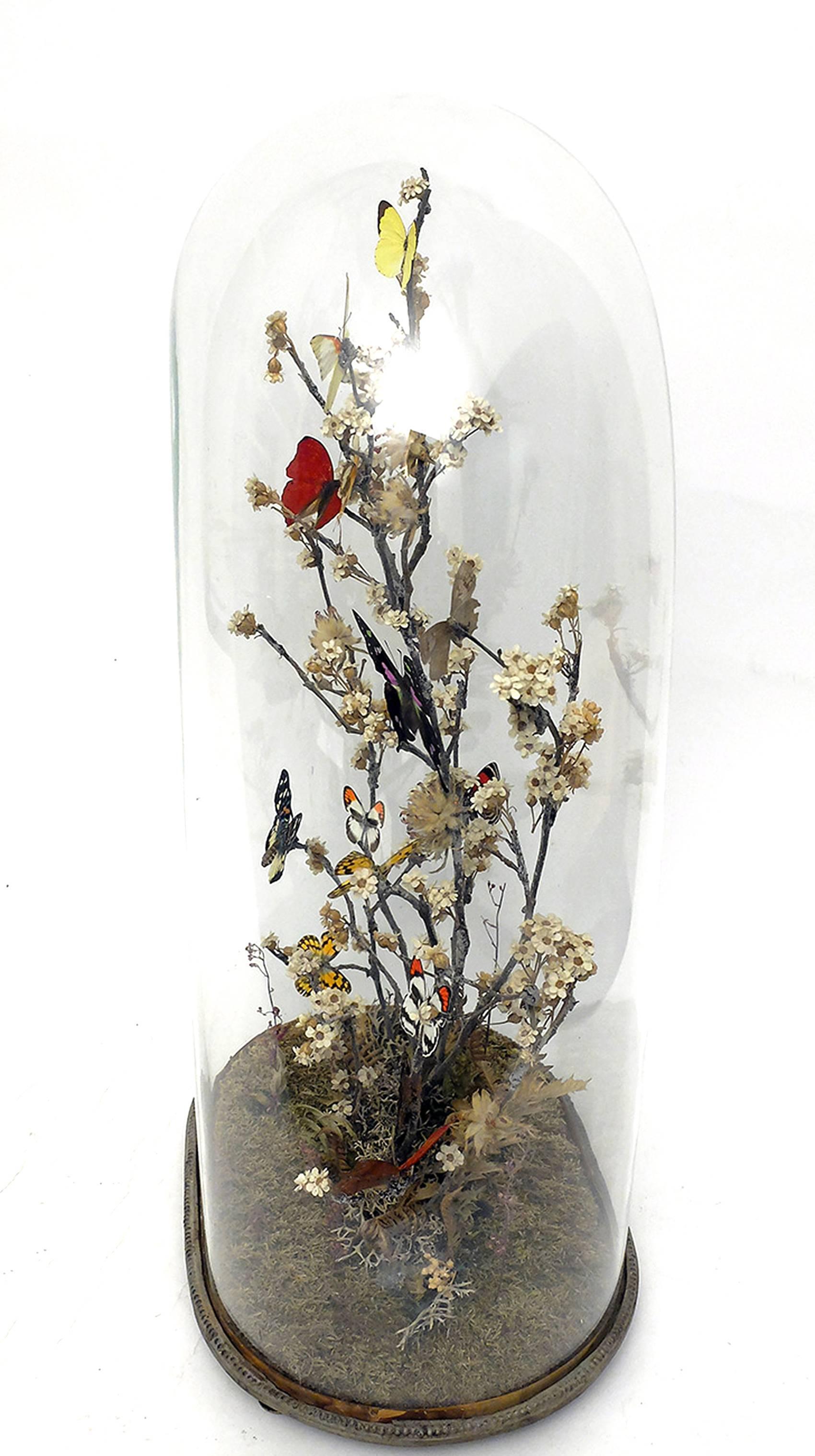 Late 19th Century Gorgeous Diorama with Butterflies and Flowers, Italy, circa 1880