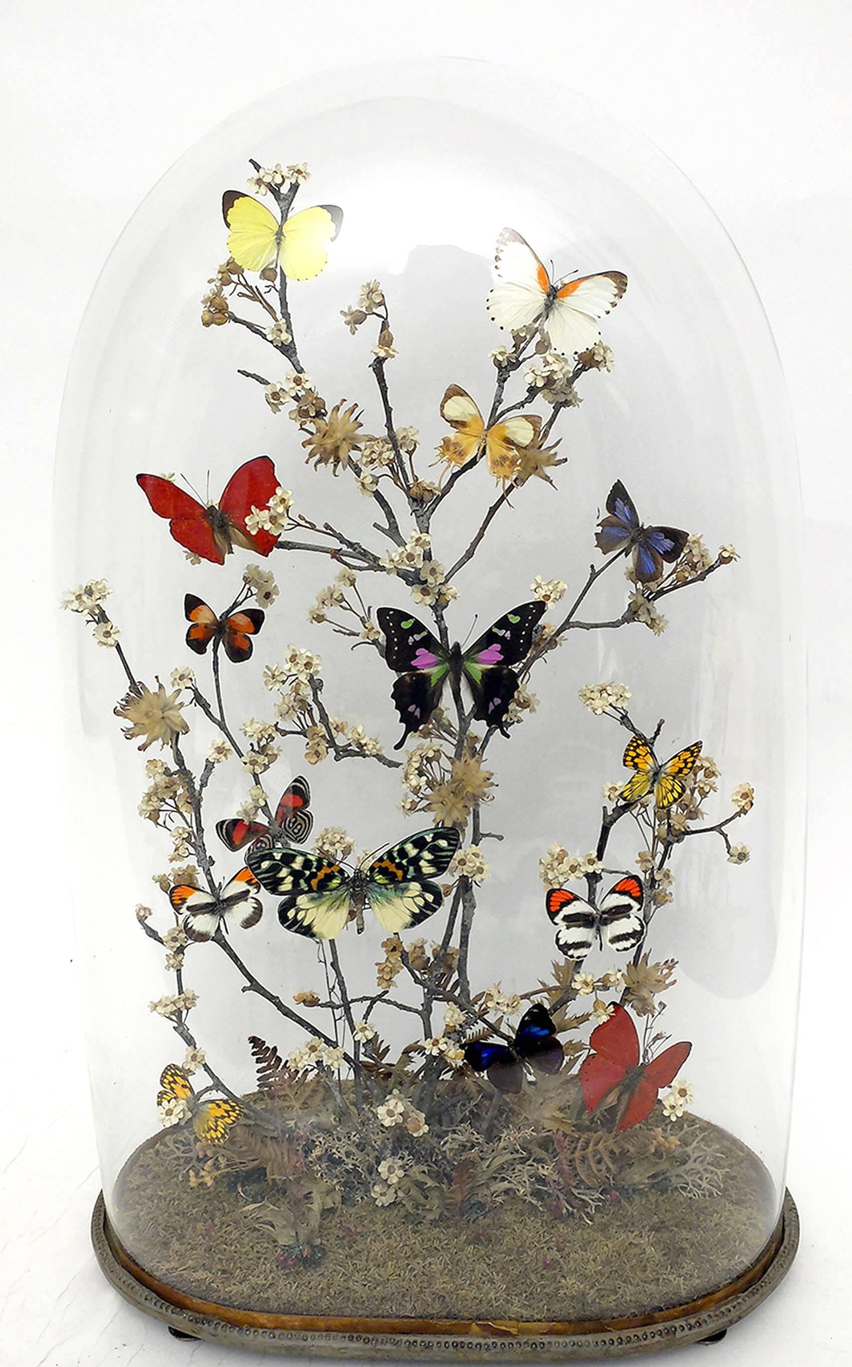 Fibre naturelle Magnifique diorama avec papillons et fleurs, Italie, vers 1880
