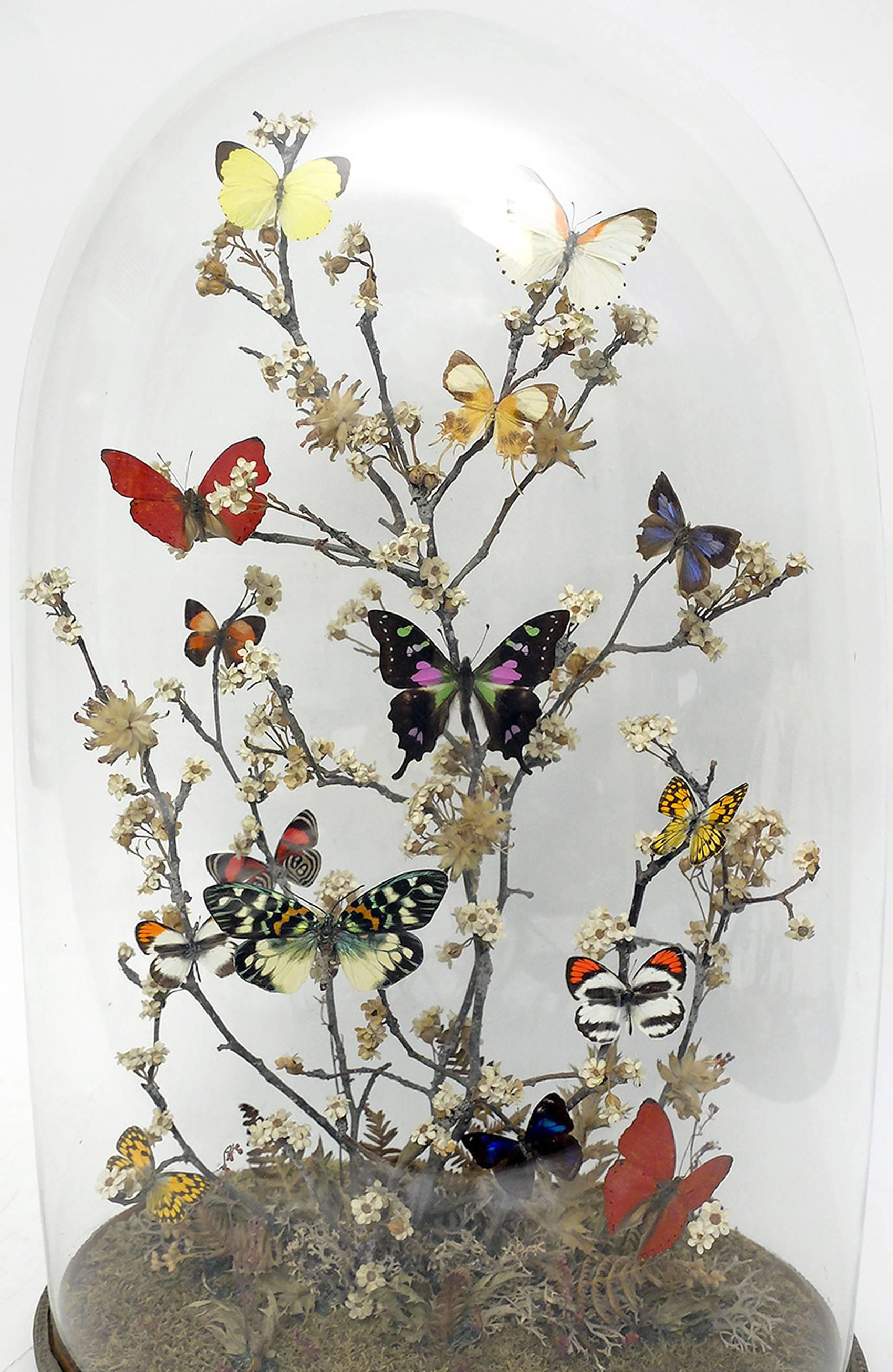 Magnifique diorama avec papillons et fleurs, Italie, vers 1880 1