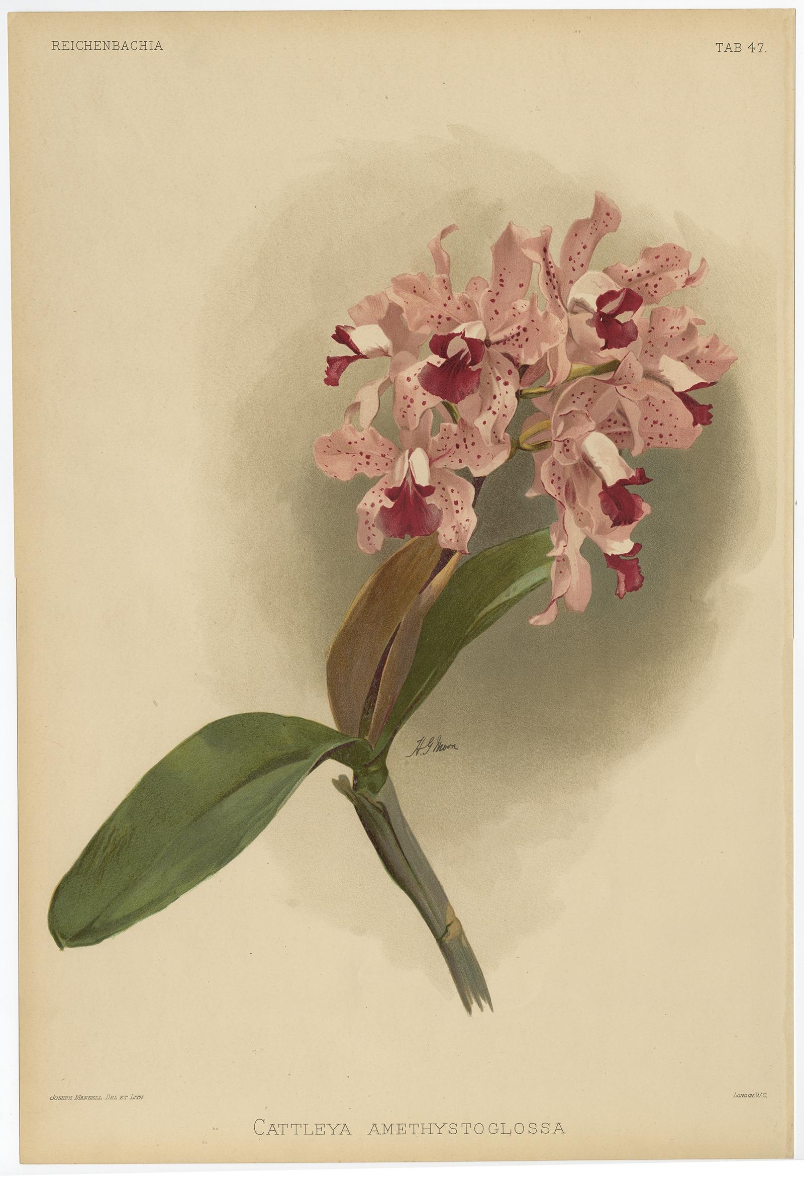 Gravure ancienne, titrée : 'Reichenbachia - Tab 47 - Cattleya amethystoglossa'. - 

Magnifique / impressionnant tirage ancien de taille folio de l'Orchidée : Cattleya amethystoglossa, fleur de Cattley à lèvres d'améthyste. Comprend une feuille