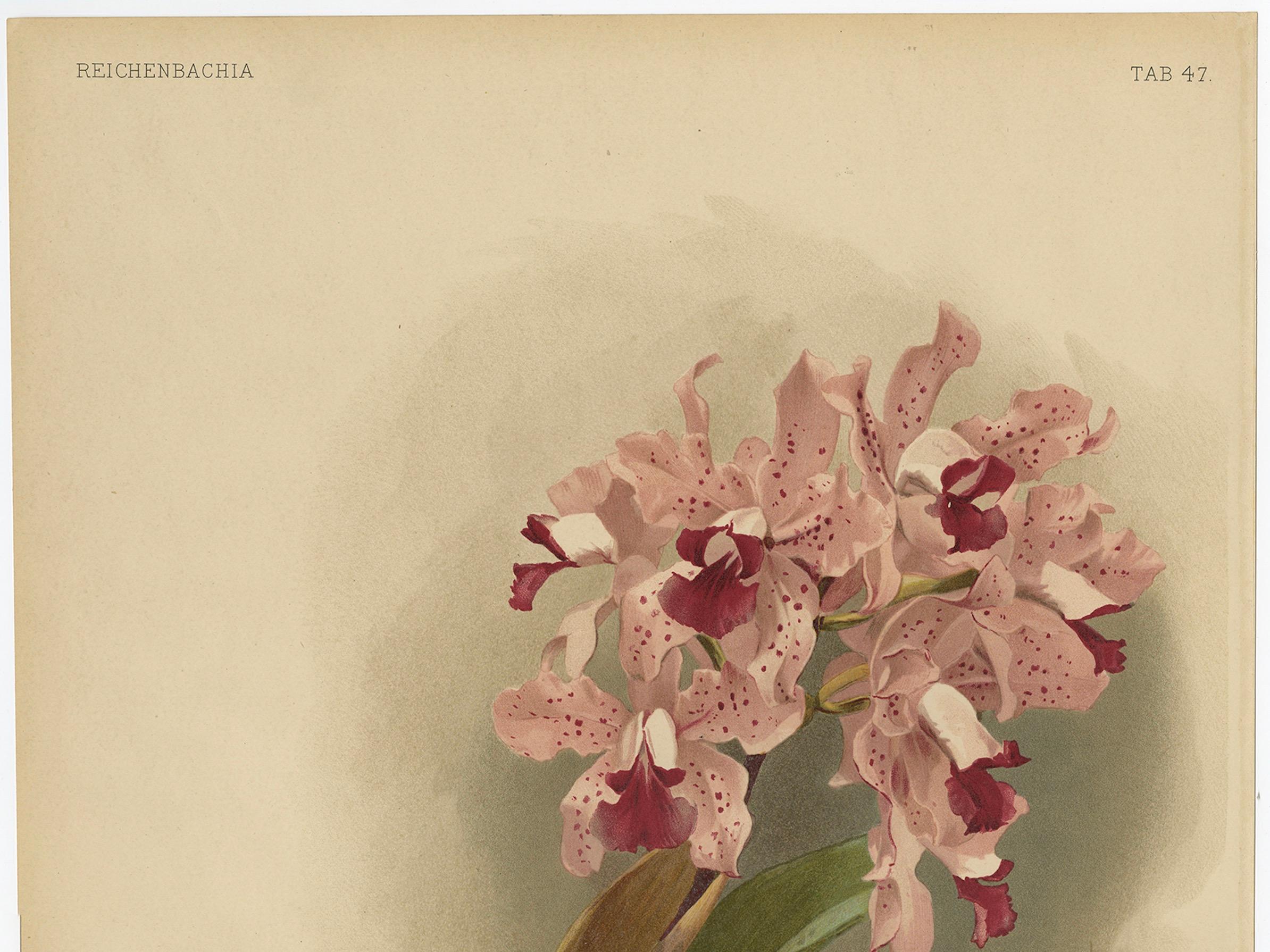 Wunderschöner, beeindruckender, großer, antiker Folio-Druck einer Orchidee in Foliogröße, 1888 im Zustand „Gut“ im Angebot in Langweer, NL