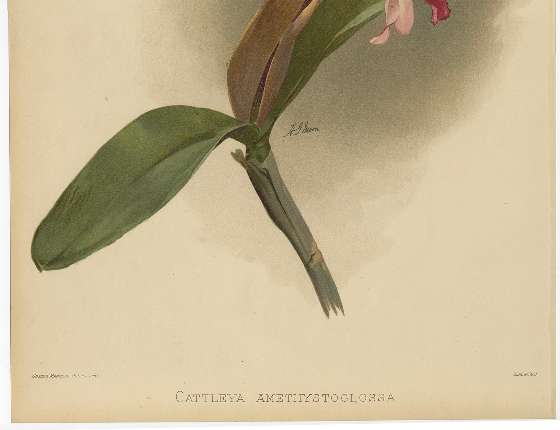 Wunderschöner, beeindruckender, großer, antiker Folio-Druck einer Orchidee in Foliogröße, 1888 (Spätes 19. Jahrhundert) im Angebot