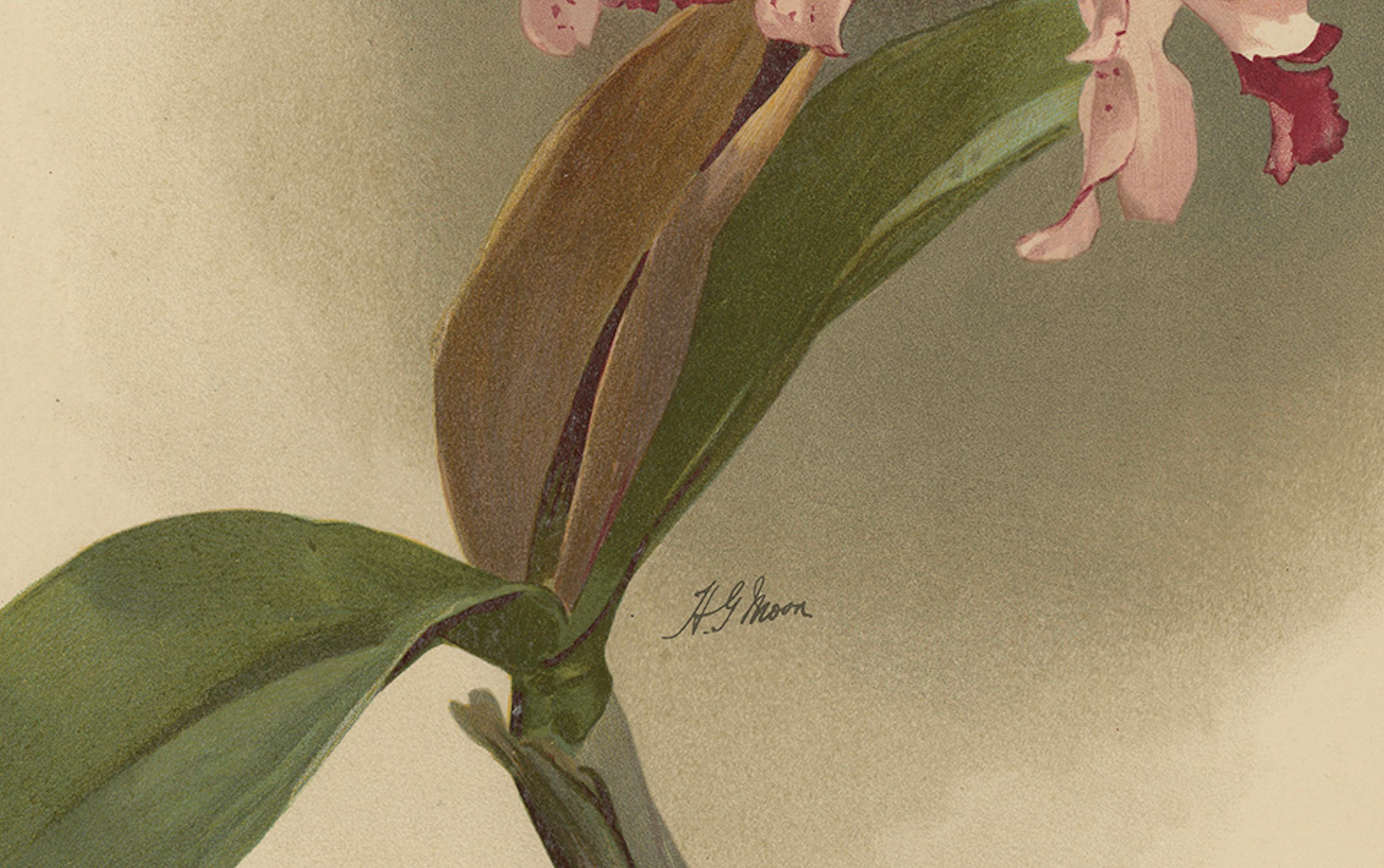Wunderschöner, beeindruckender, großer, antiker Folio-Druck einer Orchidee in Foliogröße, 1888 (Papier) im Angebot