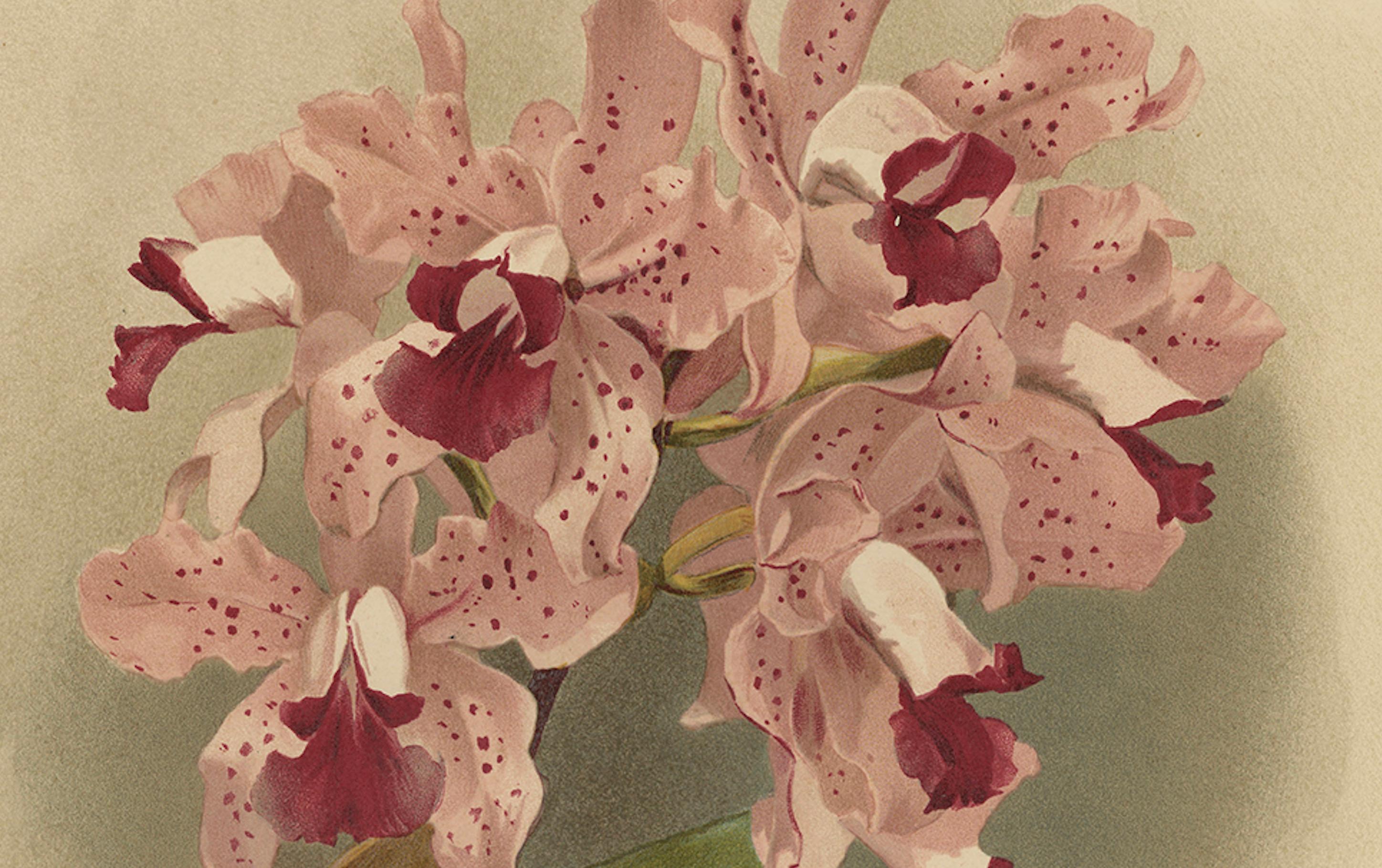 Wunderschöner, beeindruckender, großer, antiker Folio-Druck einer Orchidee in Foliogröße, 1888 im Angebot 1