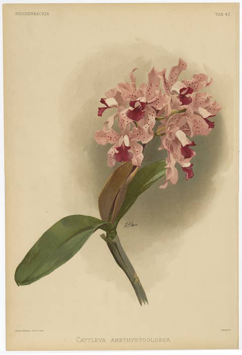 Gorgeous Impressive Large Folio Size Antique Print of an Orchid, 1888