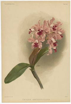 Impresionante grabado antiguo de una orquídea en tamaño folio, 1888