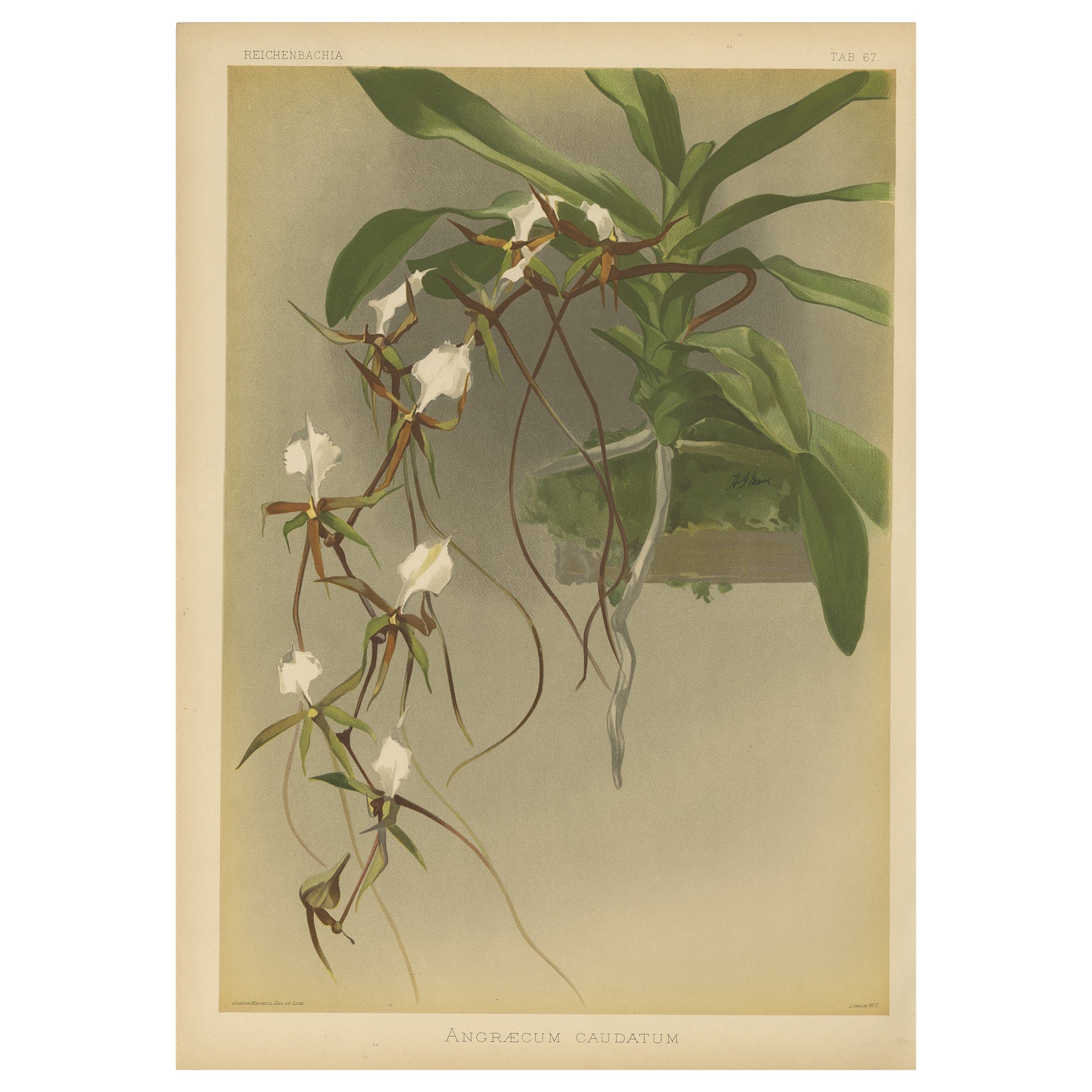 Wunderschöner, beeindruckender, großformatiger, antiker Druck einer Orchidee, 1888