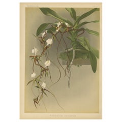 Wunderschöner, beeindruckender, großformatiger, antiker Druck einer Orchidee, 1888