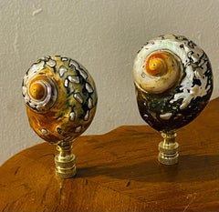 Gorgeous Pair of Lamp Finials Turbo Sea Shells