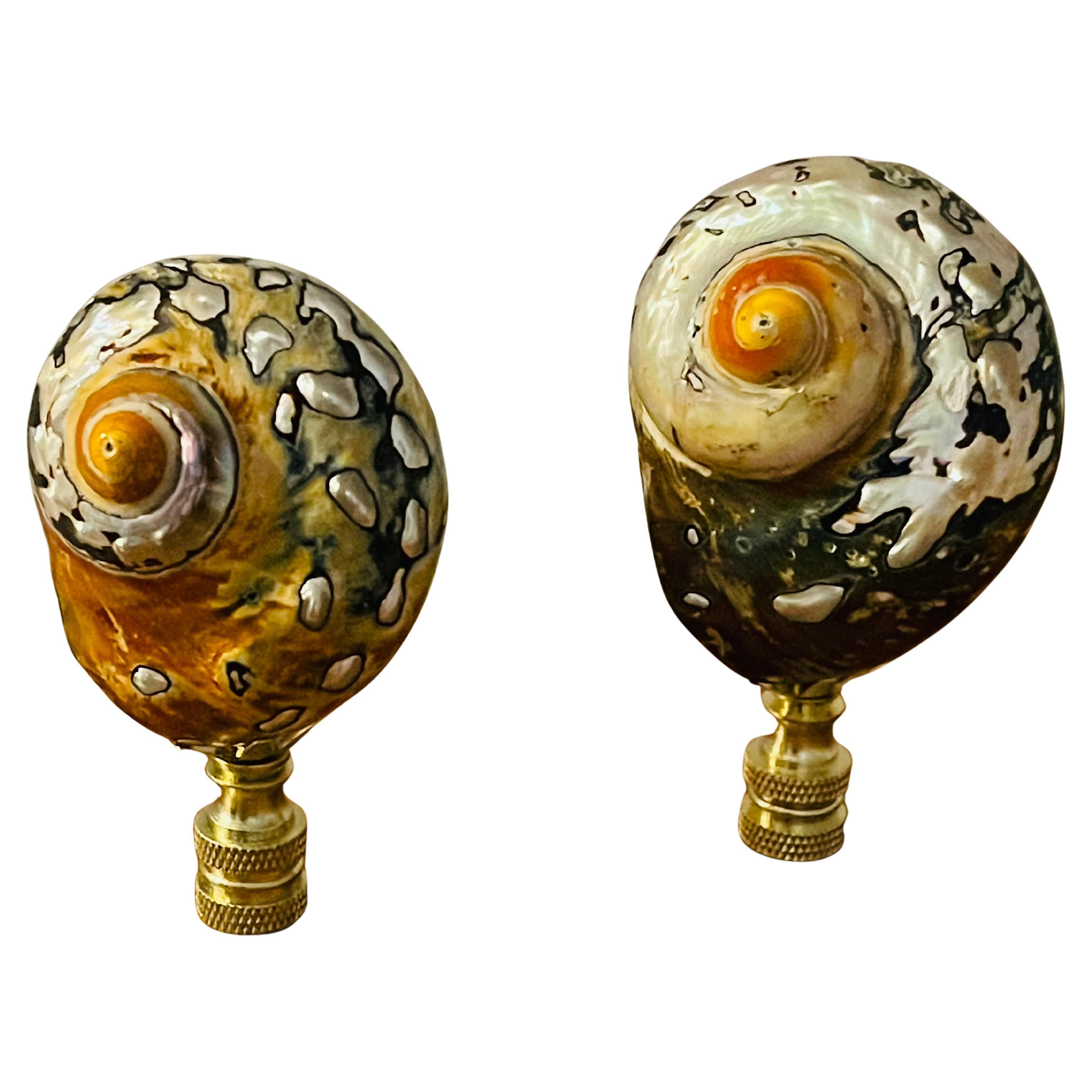 Gorgeous Pair of Lamp Finials Turbo Sea Shells