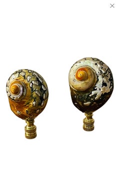 Gorgeous Pair of Turbo Shells Lamp Finials