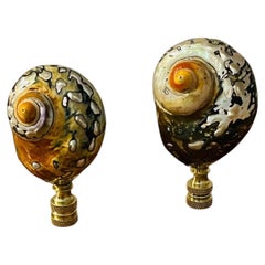 Gorgeous Pair of Turbo Shells Lamp Finials
