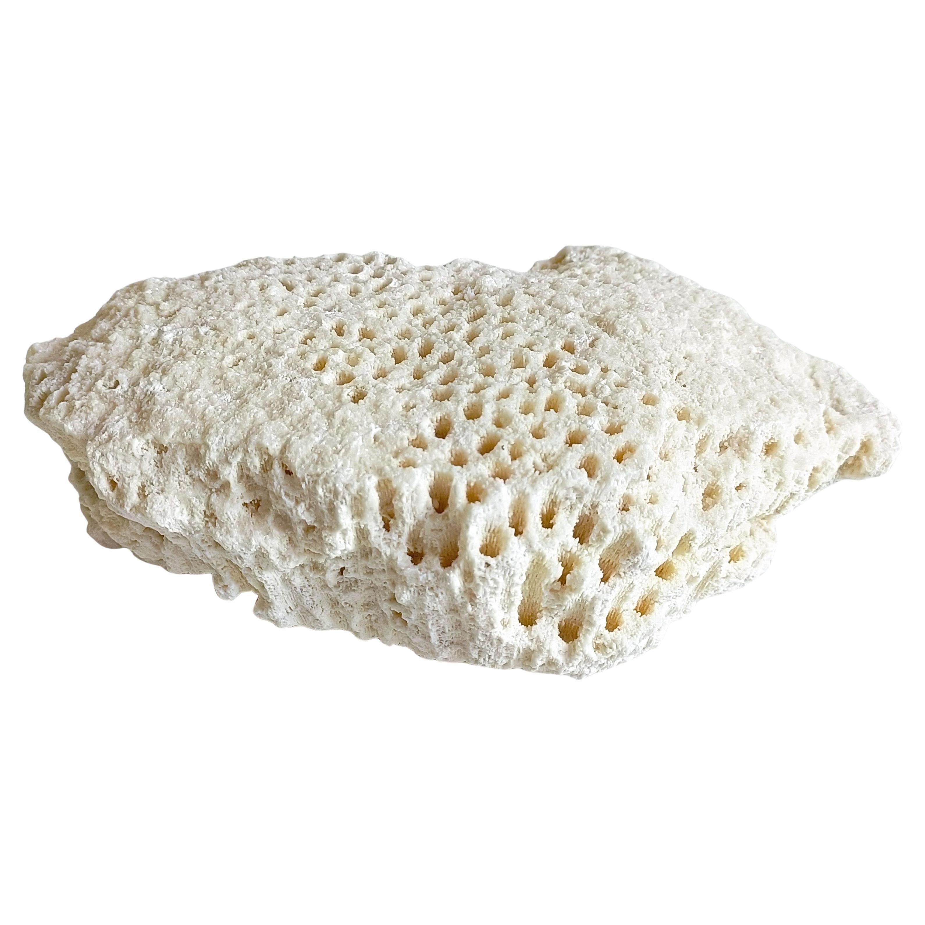 Sculptural White Coral Fossil, Organic Modern Decor, South Asia, 21cm