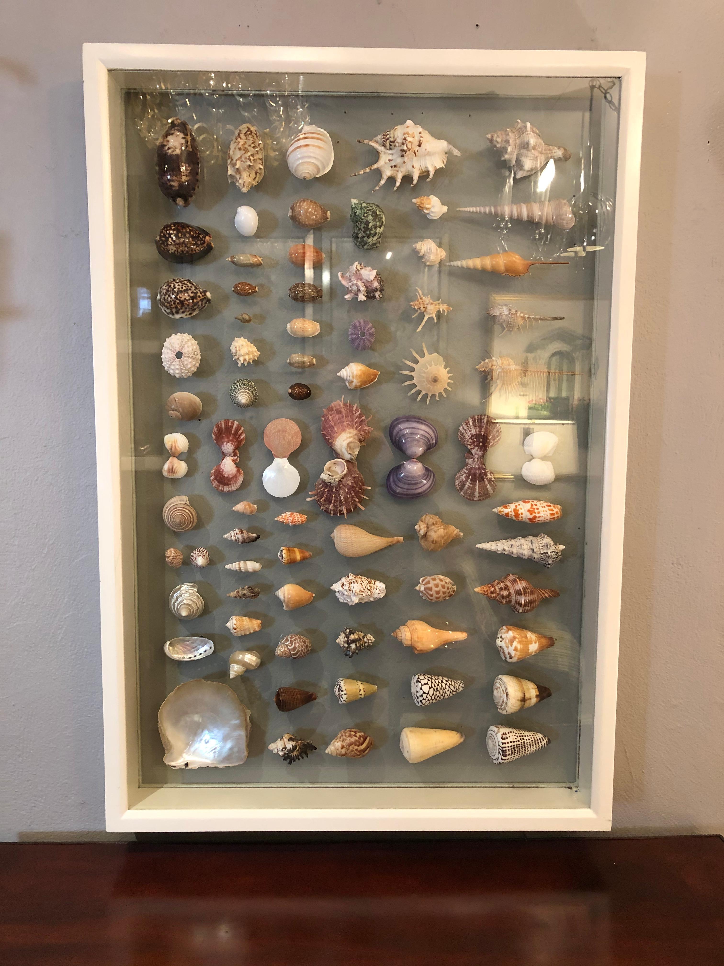 Gorgeous Shadow Box Art with 74 Seashells 3