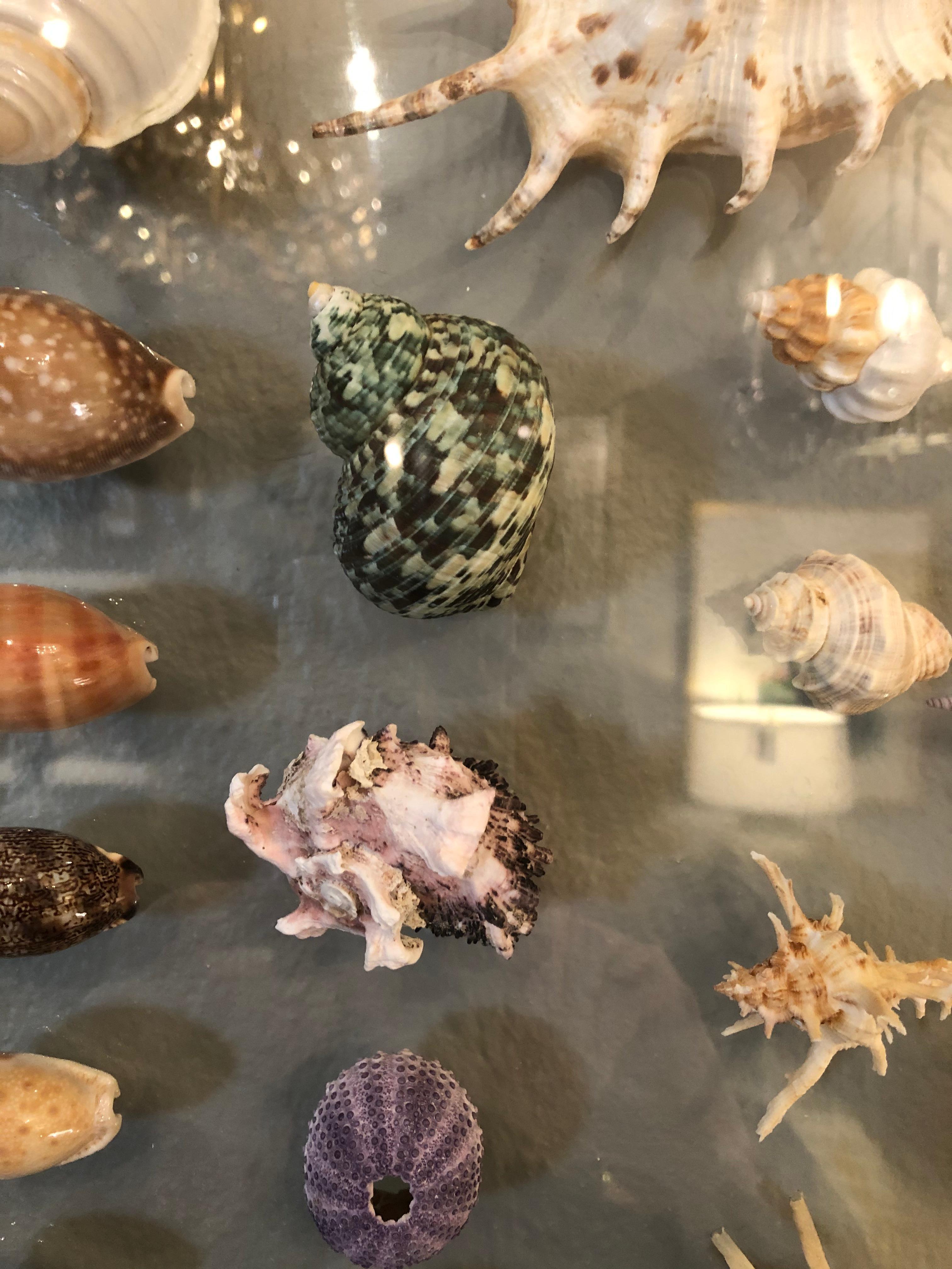 Impressive shadowbox art displaying 74 gorgeous glistening seashell specimens within 2 glass panels.
