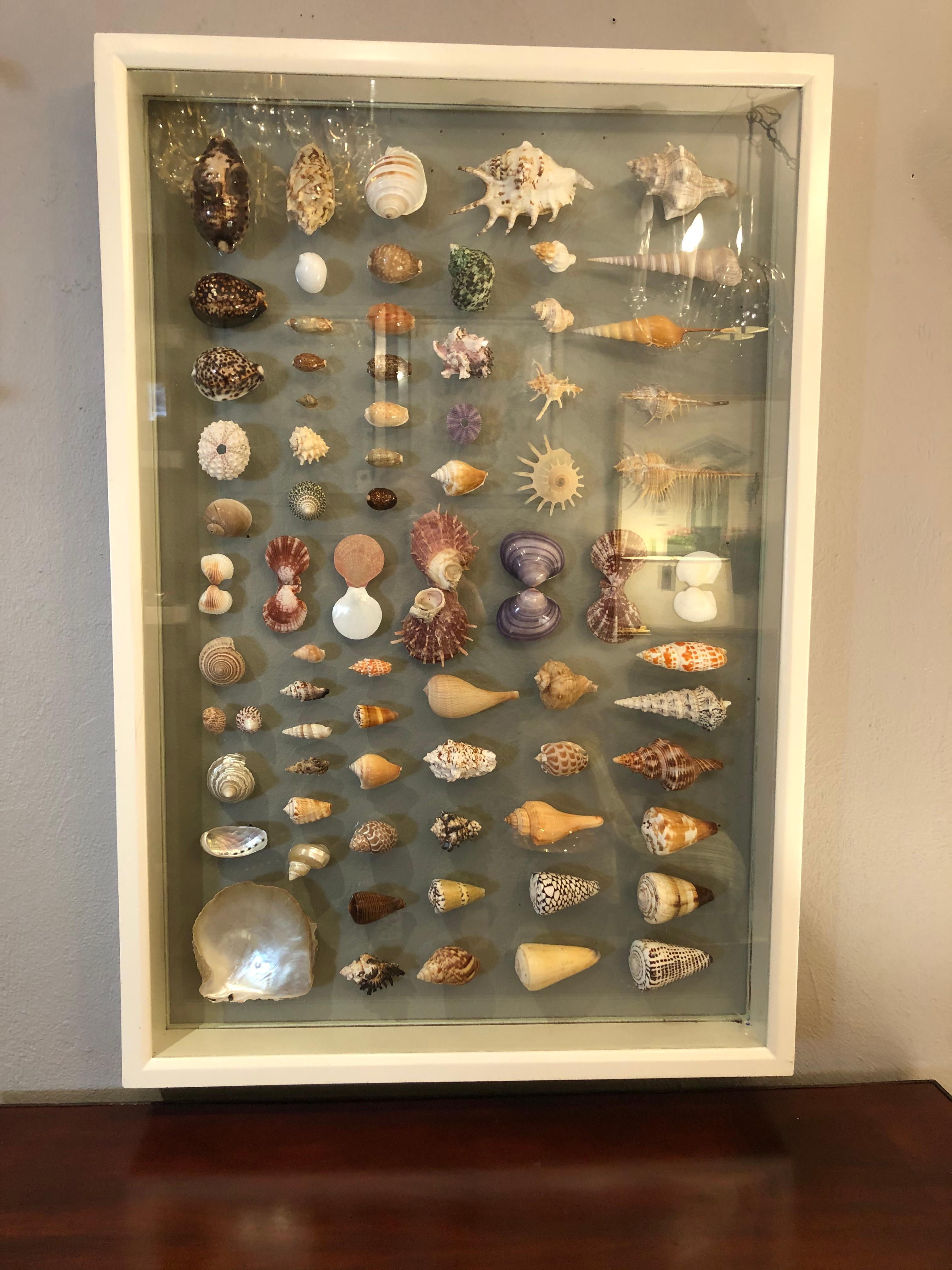 shell display case