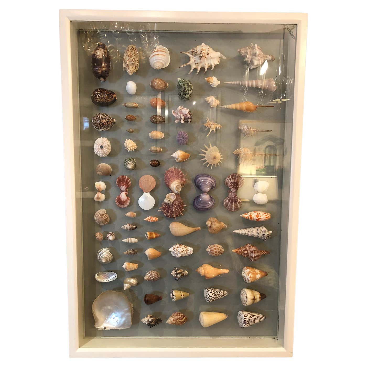 Soft Shell Display Case Gorgeous Shadow Box Art with 74 Seashells For Sale at 1stDibs | shadow ...