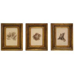 Antique Gorgeous Trio of 19th Century Pressed Organic Botanicals in Giltwood Frames