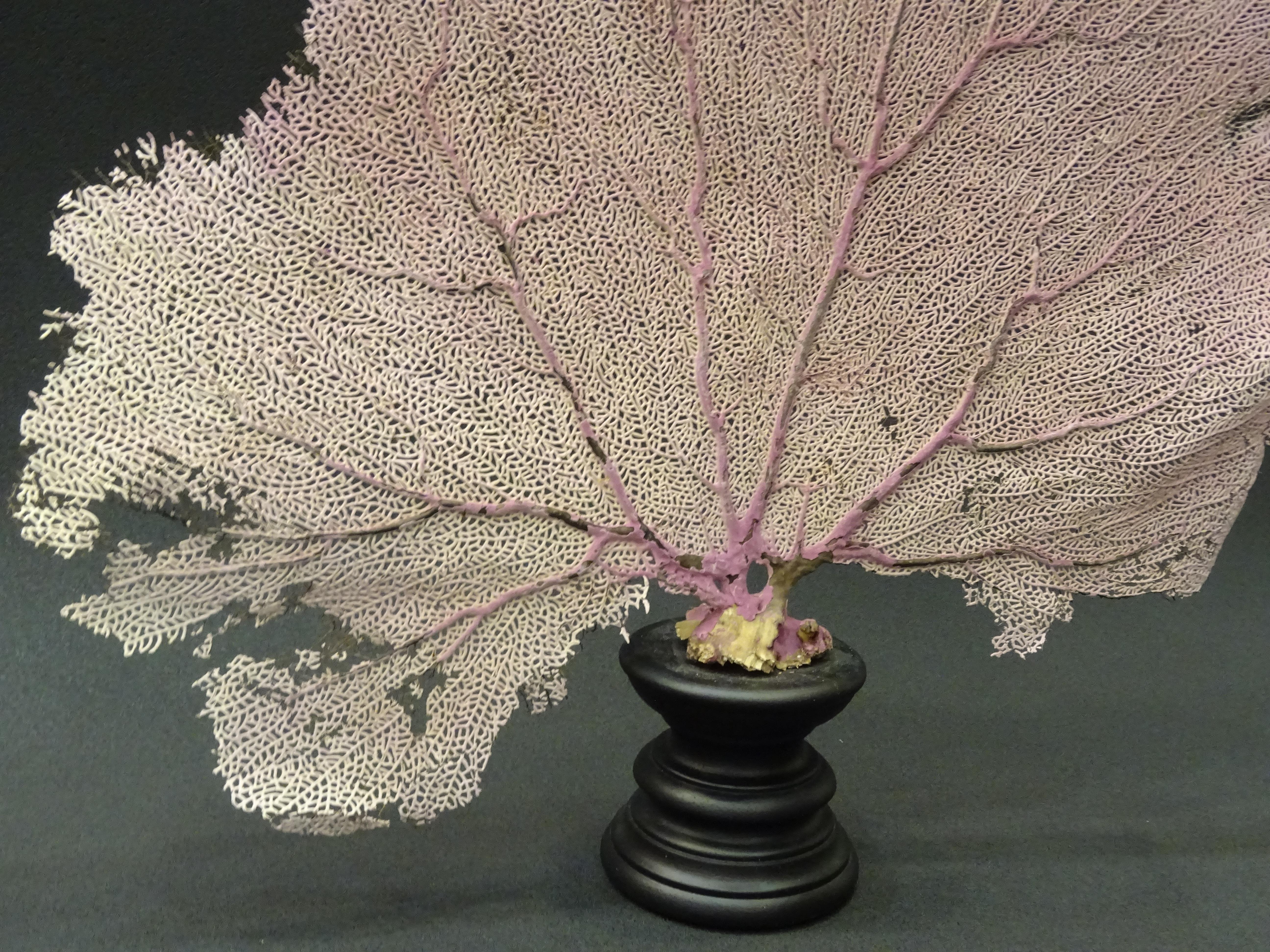 Gorgonian Flabellum Palerose on Back Gooden Stand 2