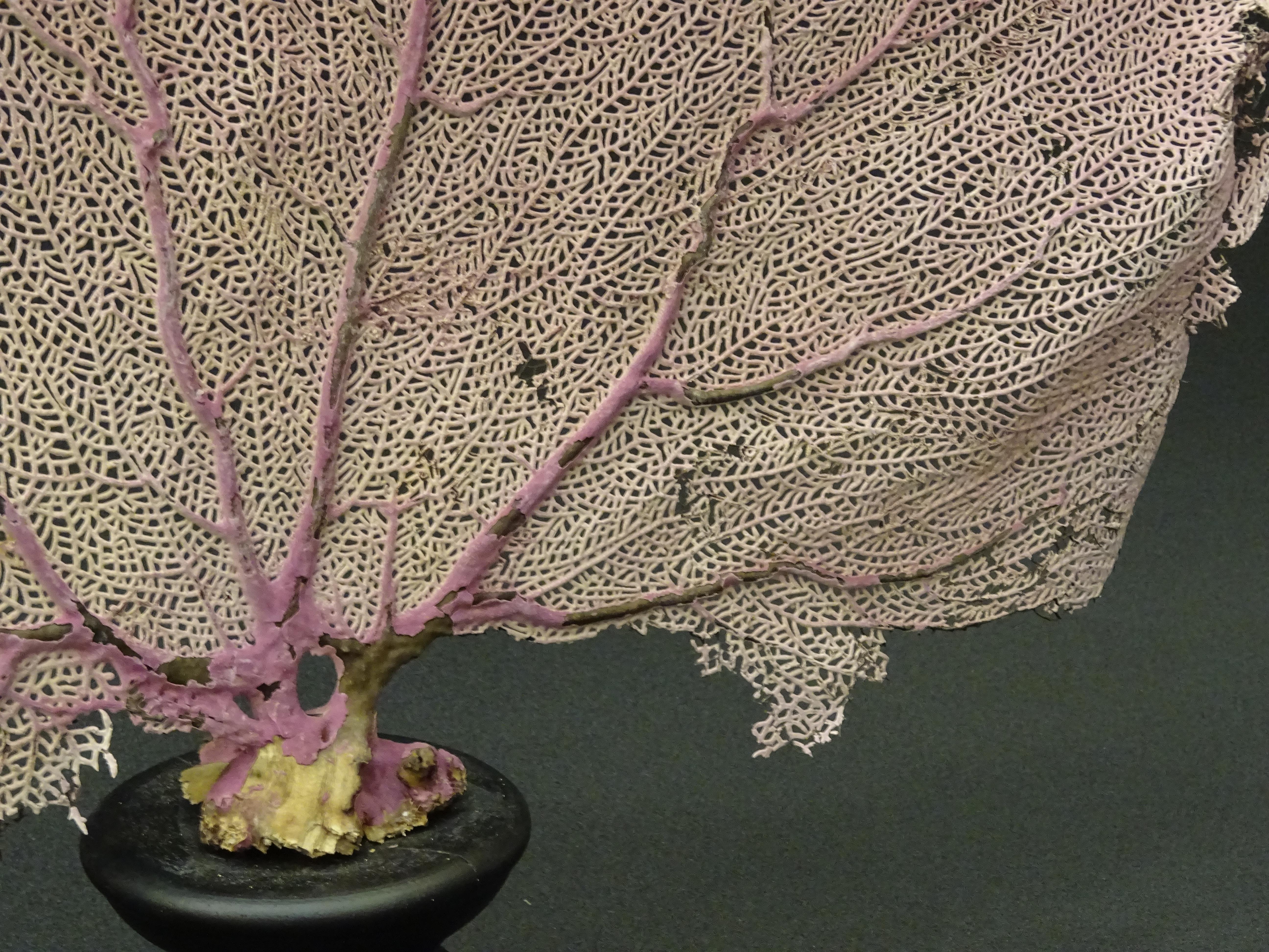 Gorgonian Flabellum Palerose on Back Gooden Stand 4