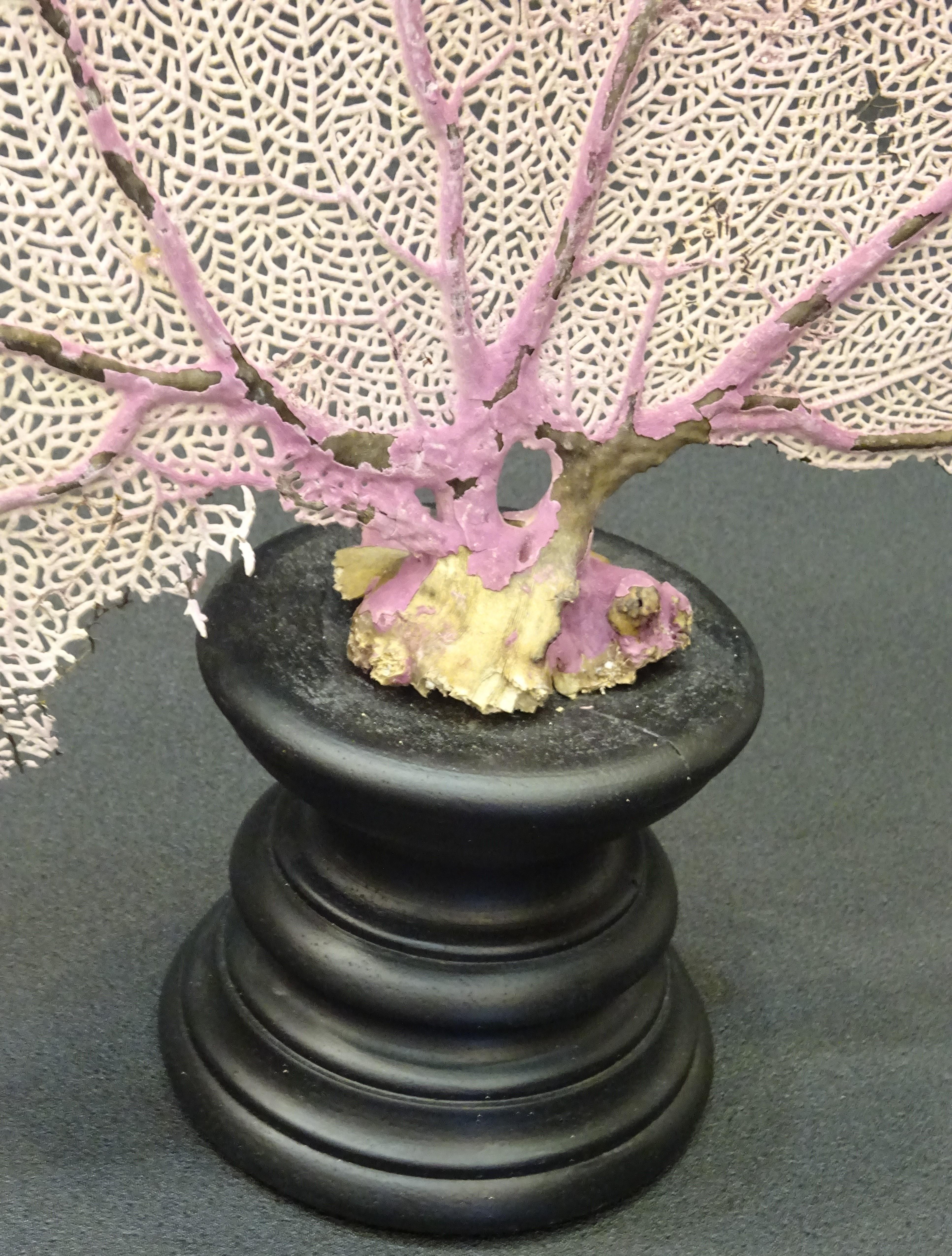Gorgonian Flabellum Palerose on Back Gooden Stand 5