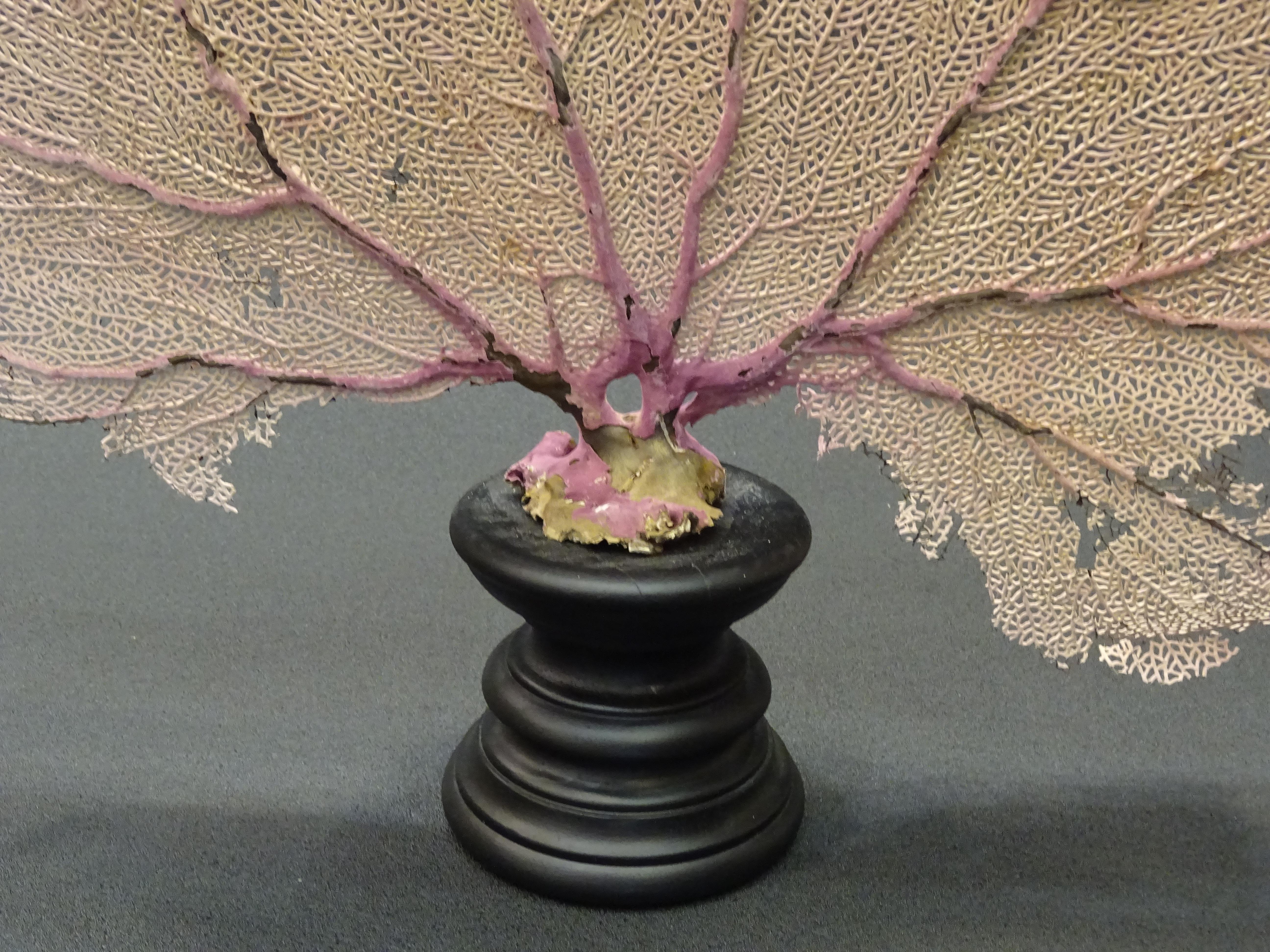 Gorgonian Flabellum Palerose on Back Gooden Stand 6
