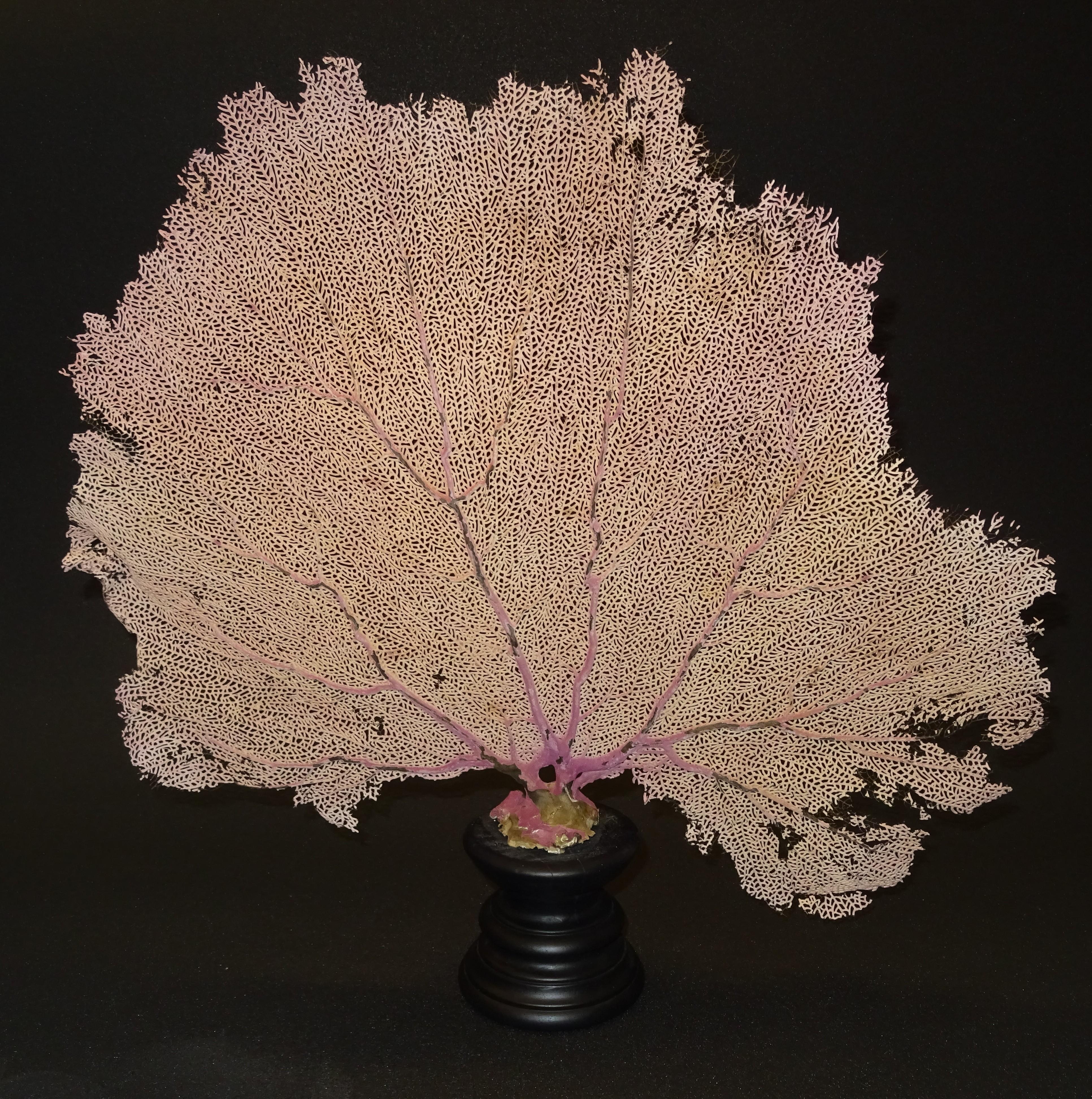 Gorgonian Flabellum Palerose on Back Gooden Stand 7
