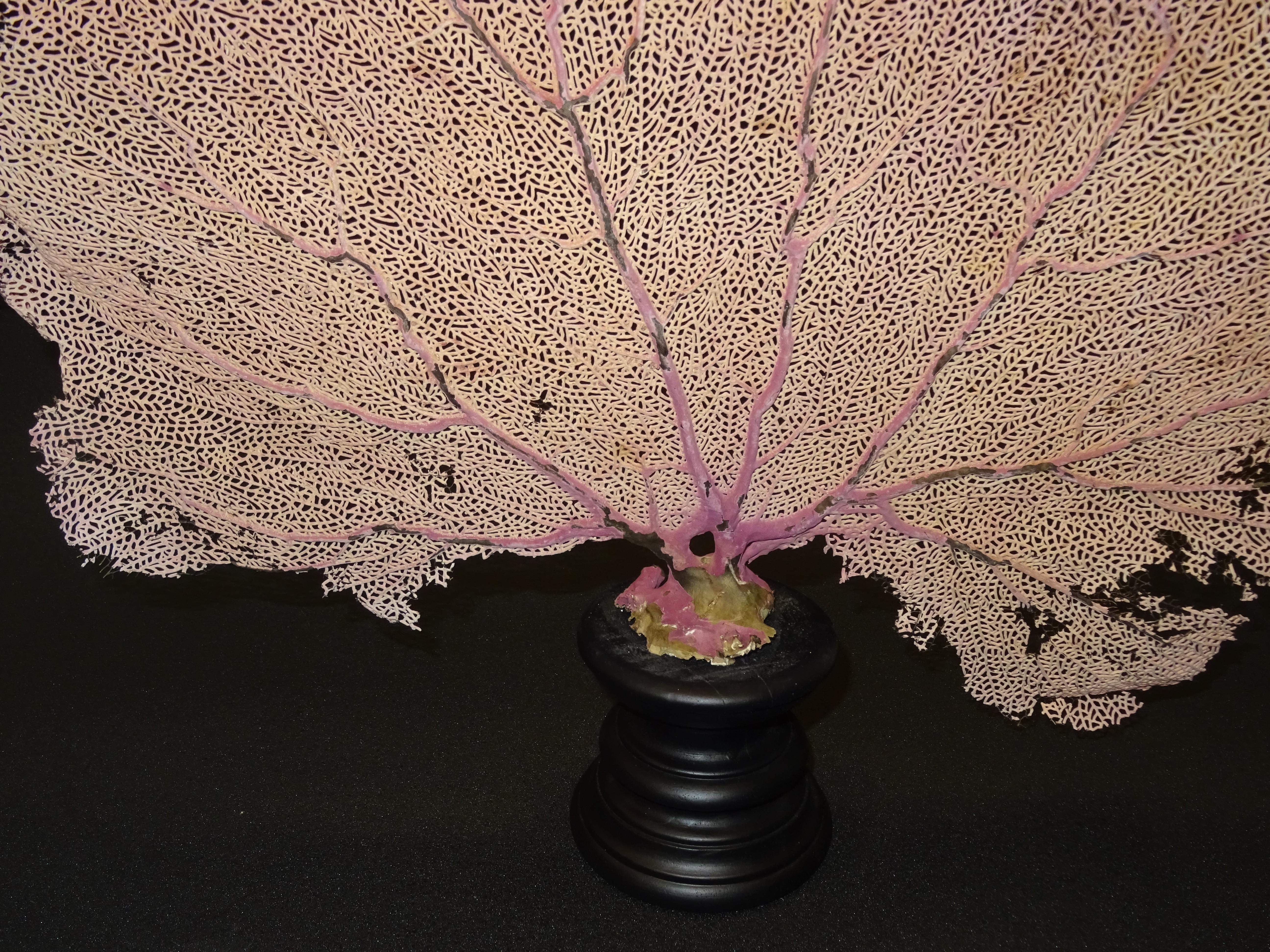 Gorgonian Flabellum Palerose on Back Gooden Stand 8