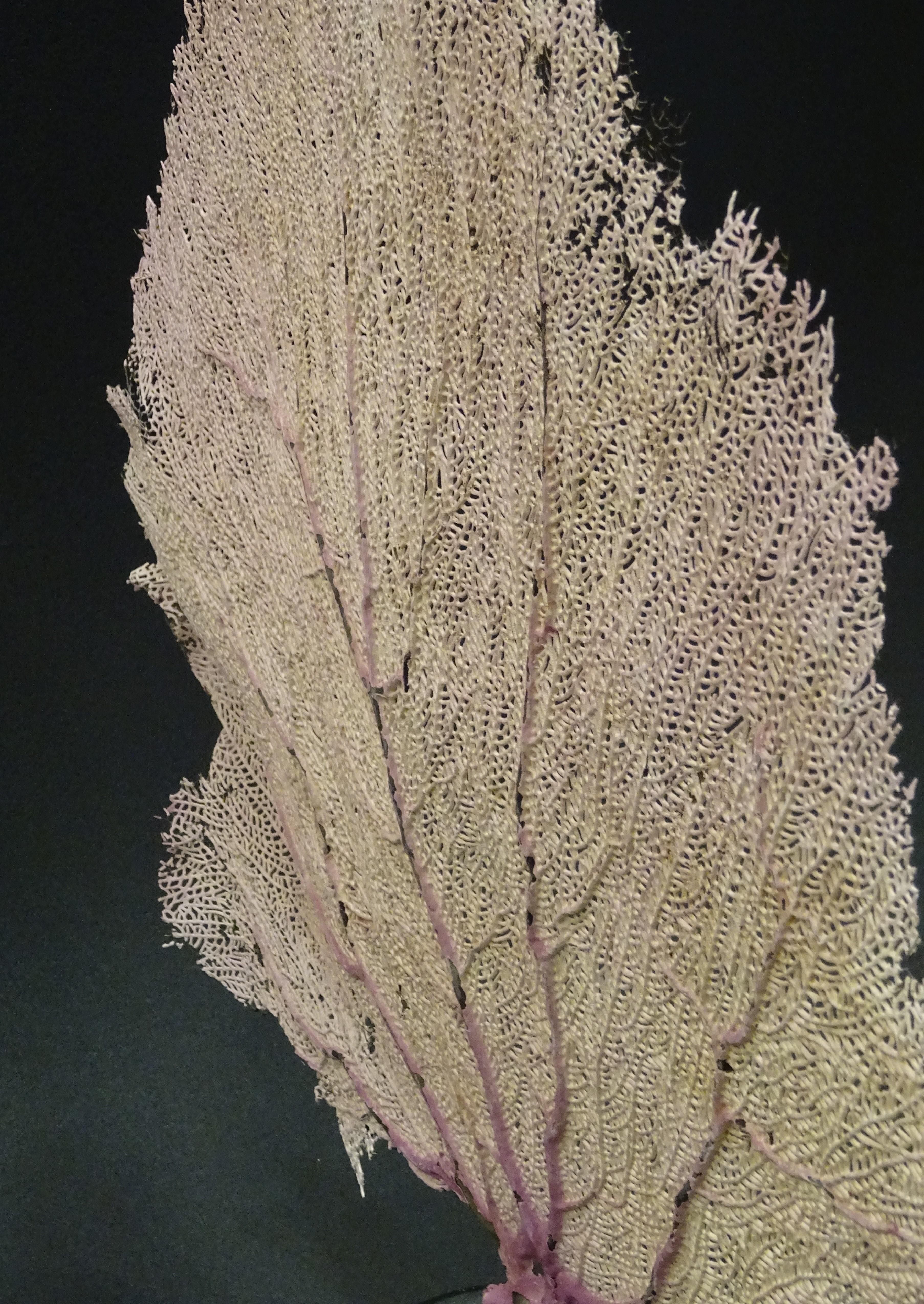 Gorgonian Flabellum Palerose on Back Gooden Stand 11