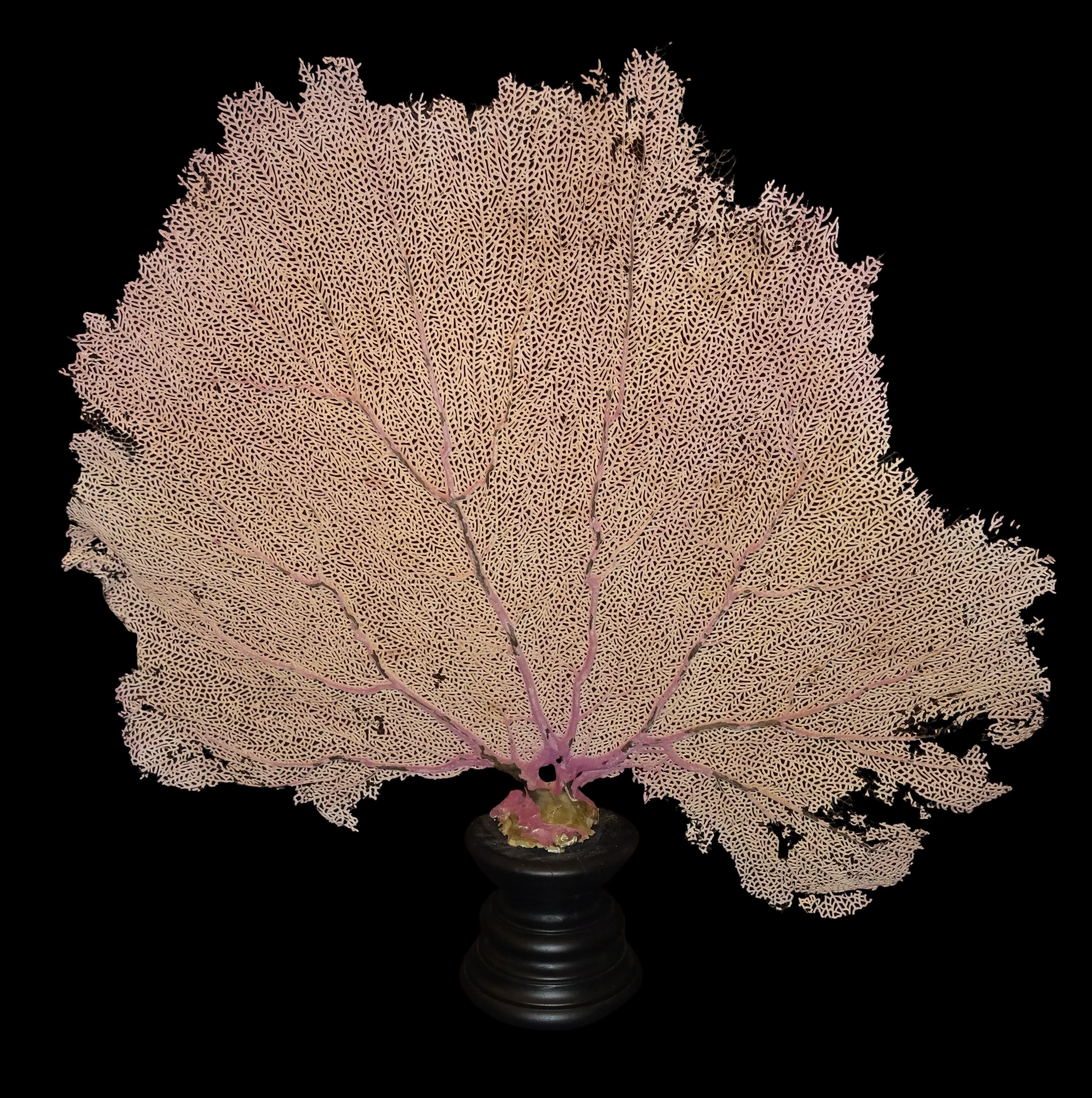 Modern Gorgonian Flabellum Palerose on Back Gooden Stand