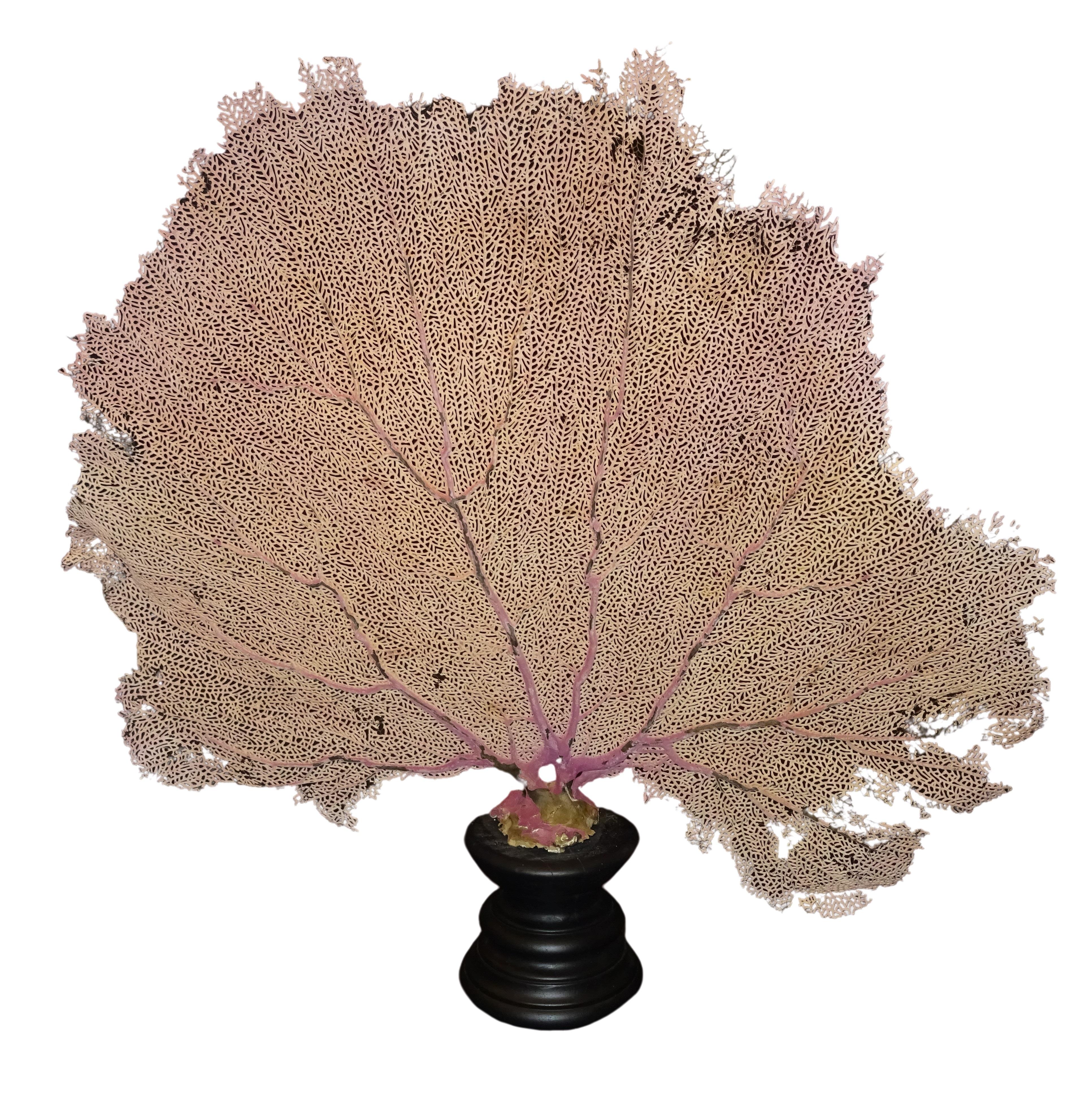 Hand-Crafted Gorgonian Flabellum Palerose on Back Gooden Stand