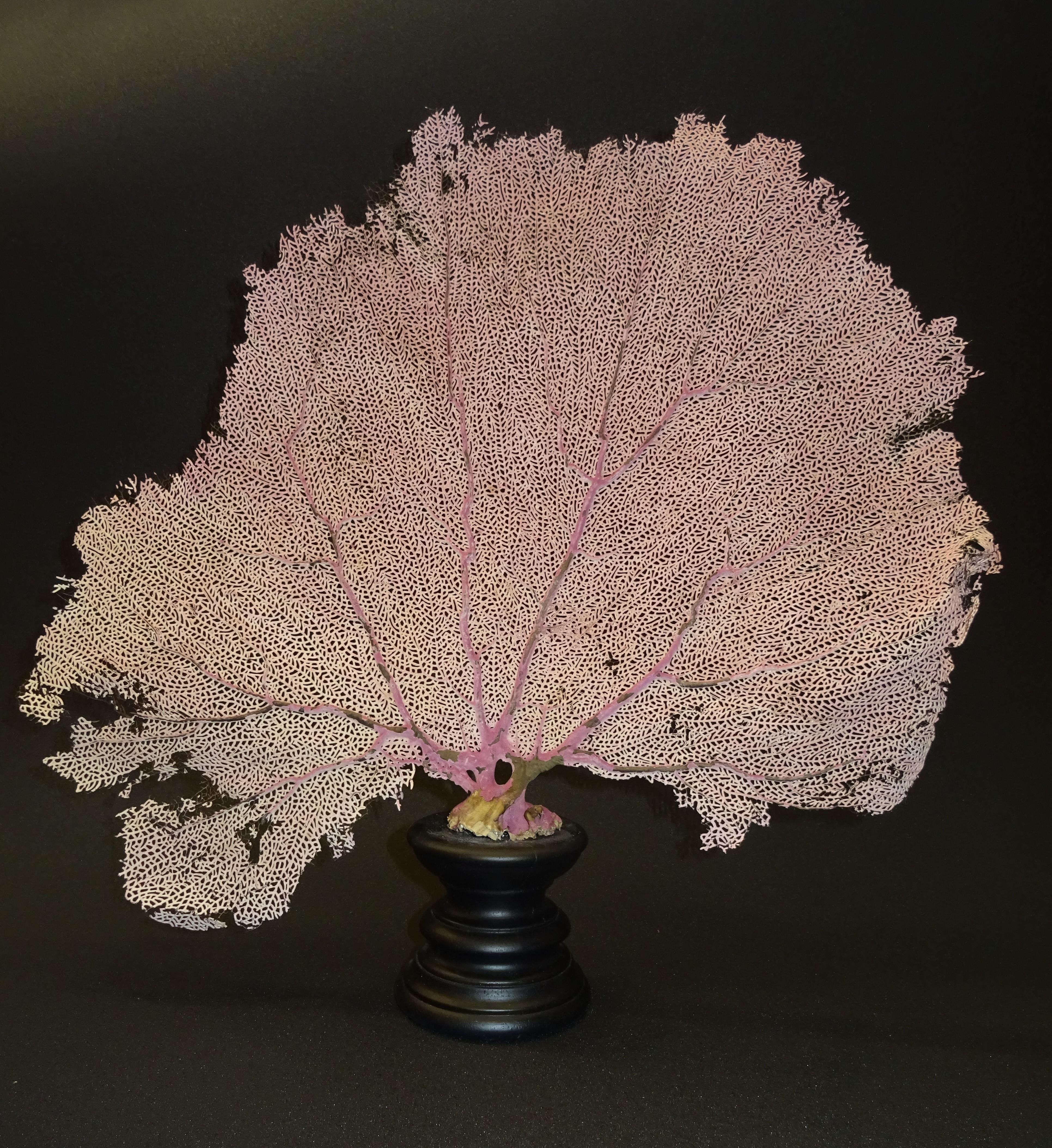 Gorgonian Flabellum Palerose on Back Gooden Stand In Good Condition In Valladolid, ES