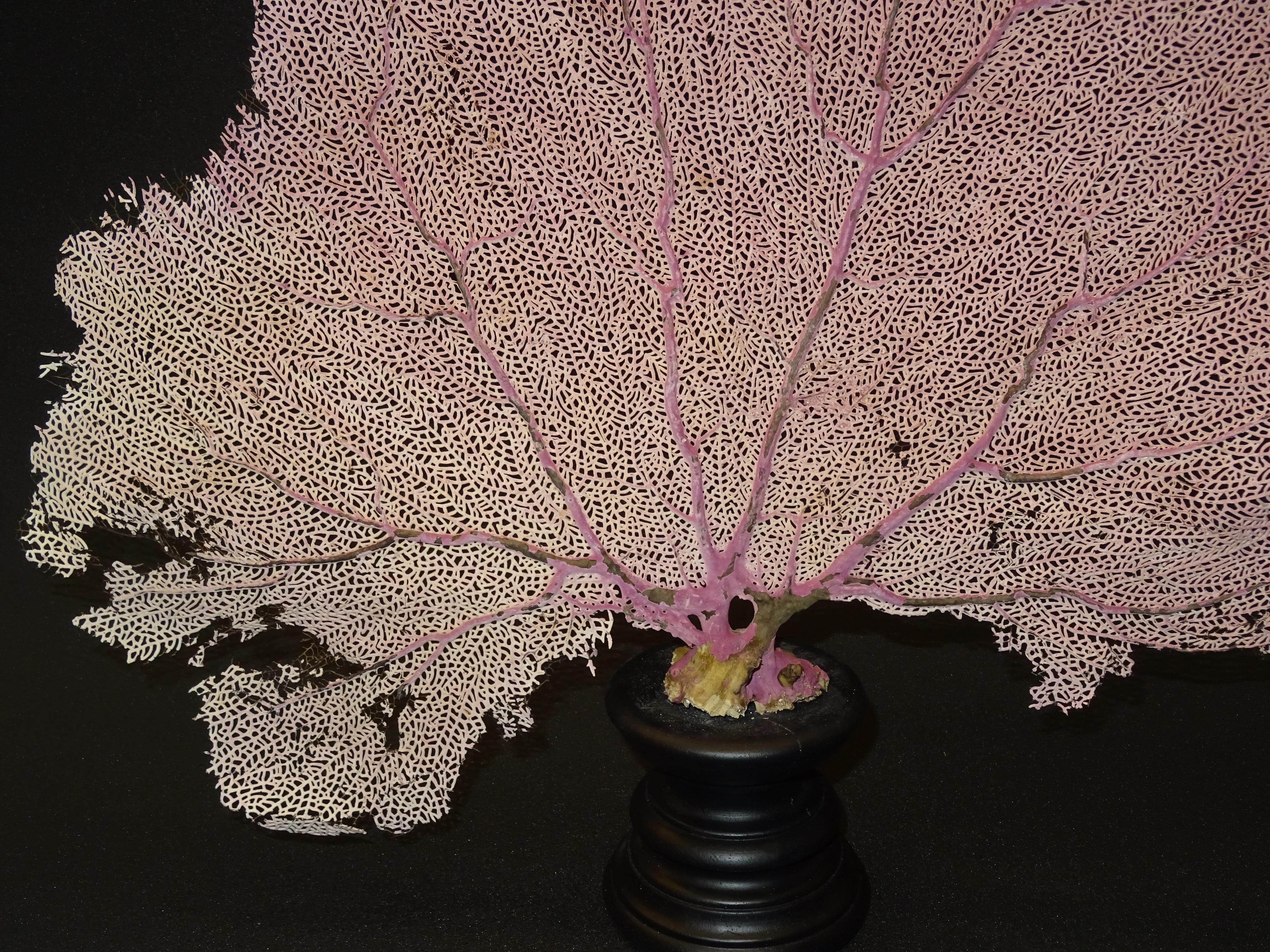 Contemporary Gorgonian Flabellum Palerose on Back Gooden Stand