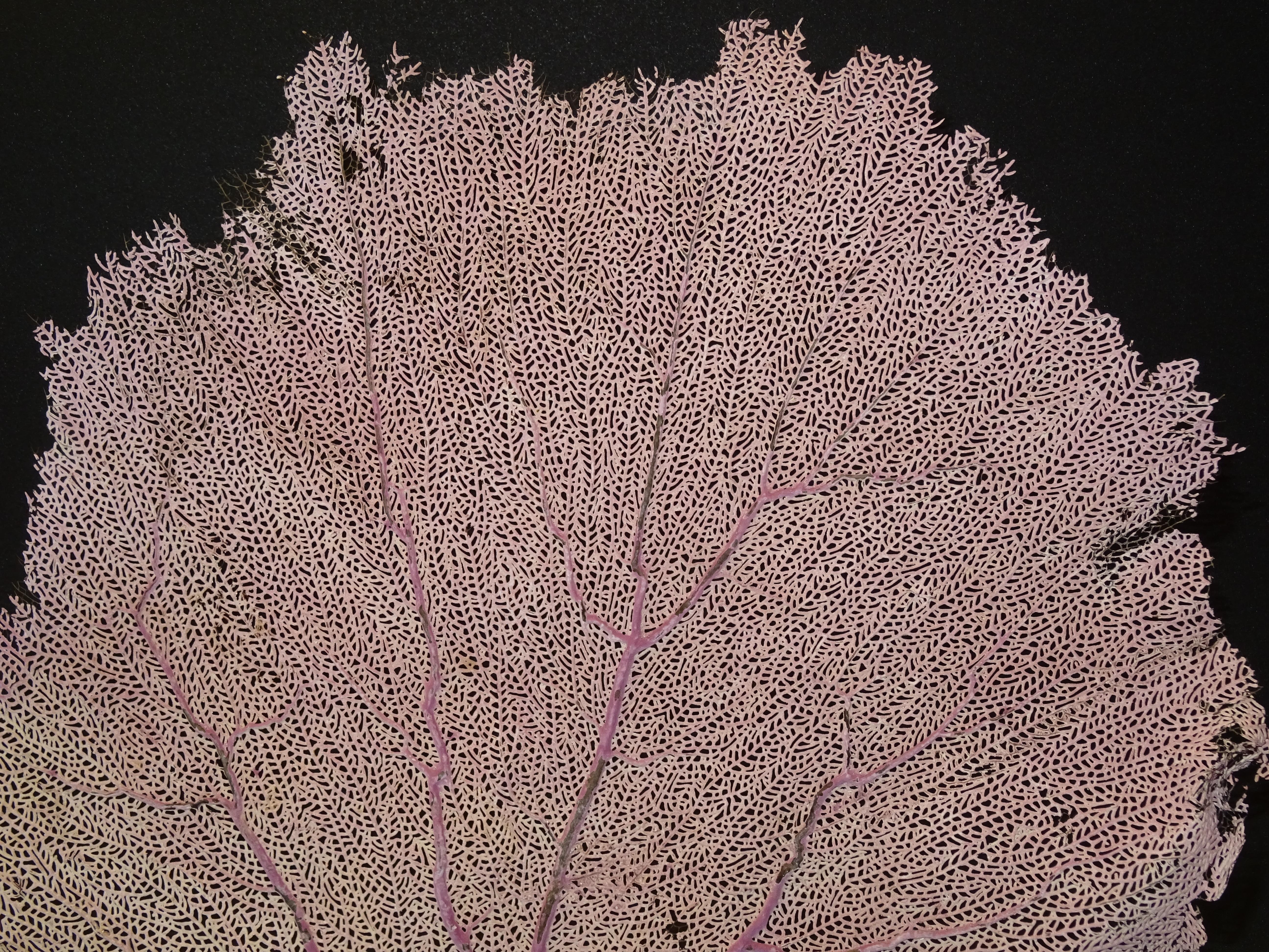 Other Gorgonian Flabellum Palerose on Back Gooden Stand