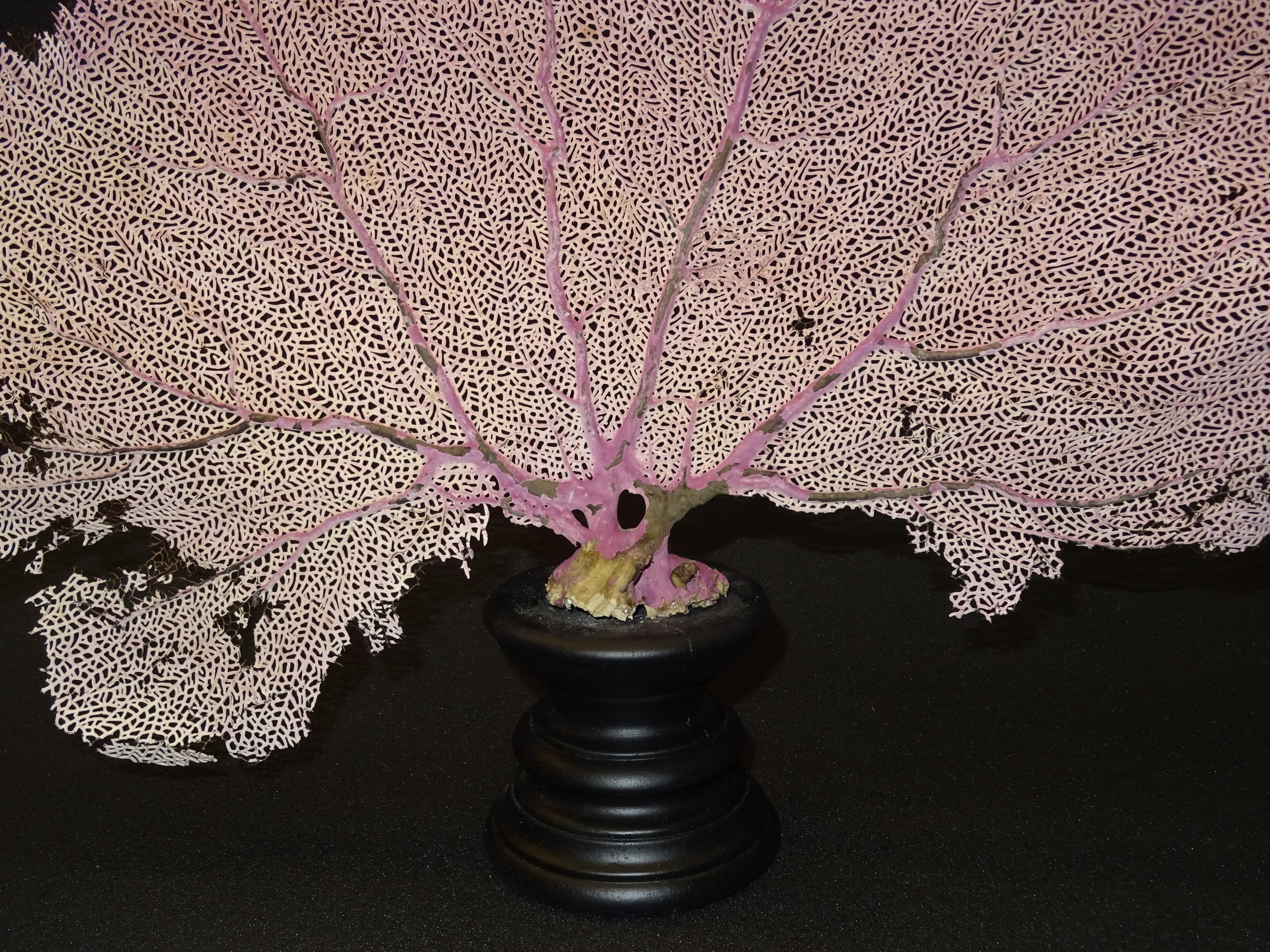 Gorgonian Flabellum Palerose on Back Gooden Stand 1