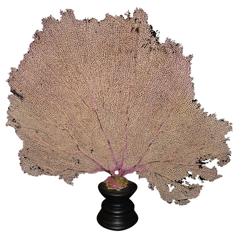 <i>Gorgonian flabellum</i> on black stand, ca. 2019, offered by Fragonard Interiors SL