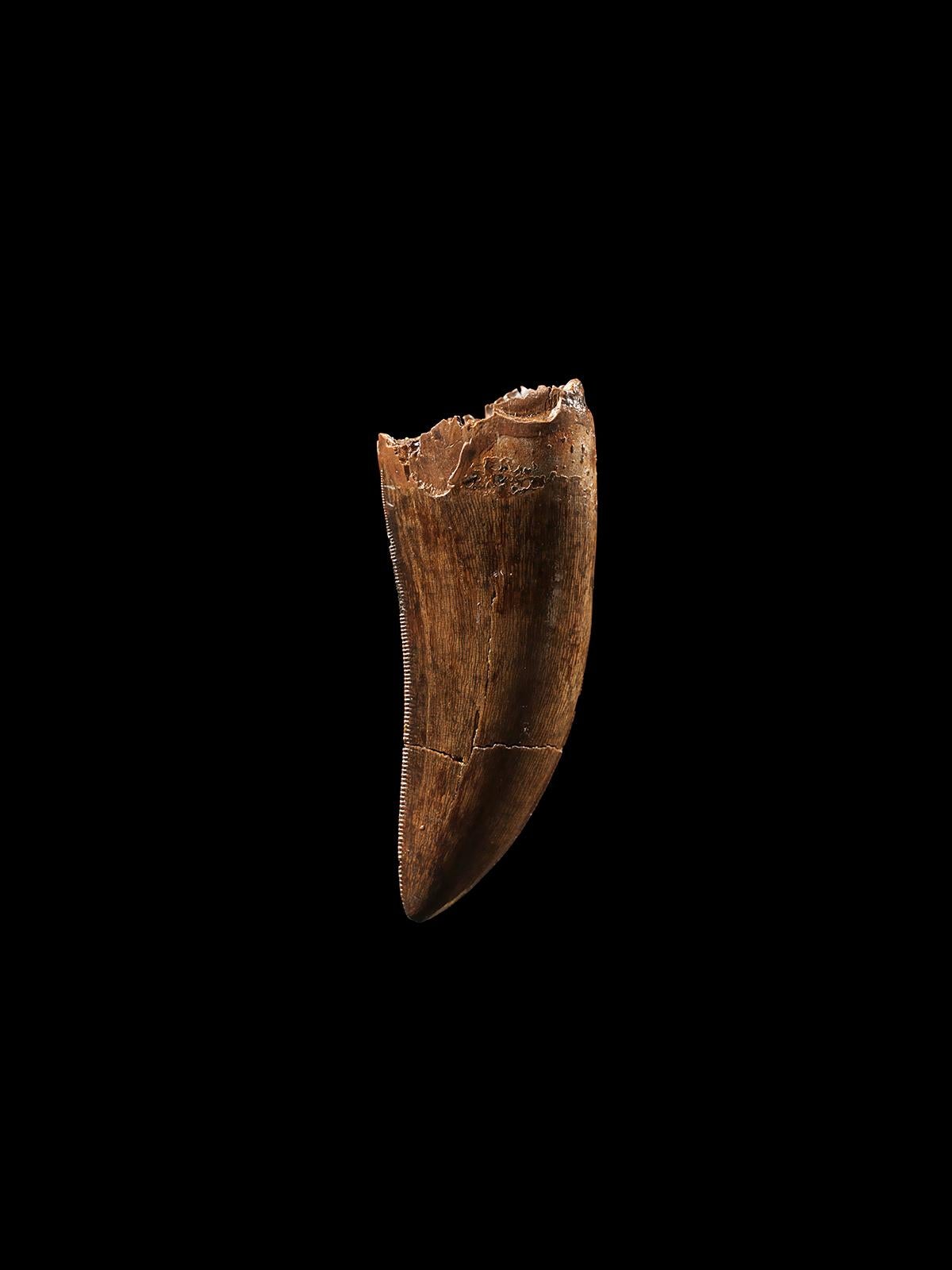 Americano Dente di Gorgosauro o di T-rex in vendita