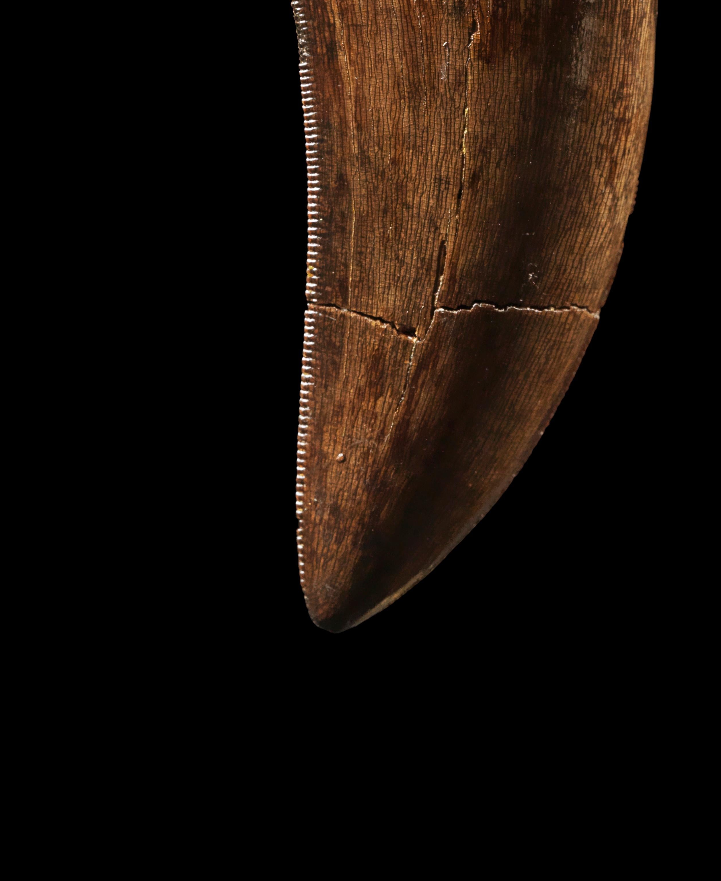 Fino al XVIII secolo Dente di Gorgosauro o di T-rex in vendita