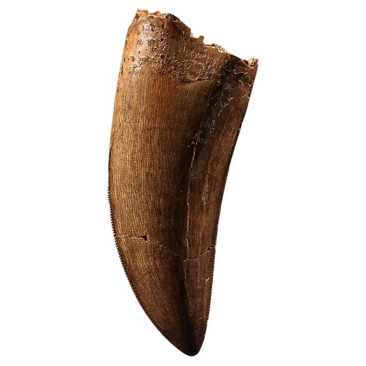 Dente di Gorgosauro o di T-rex