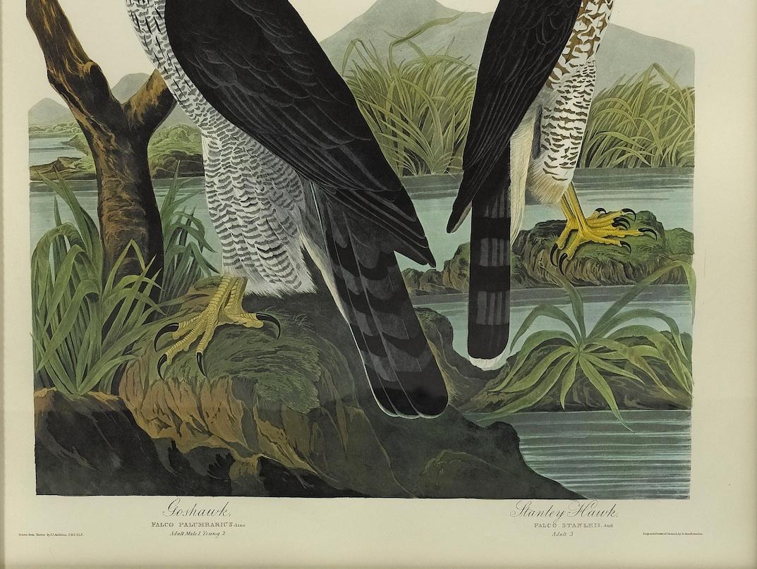 This is a stunning color lithograph of the “Goshawk / Stanley Hawk”, Plate 141 from the 1971-1972 “Amsterdam Audubon” edition of James John Audubon’s epic ornithological masterpiece, “The Birds of America”.

In October 1971, employing the most