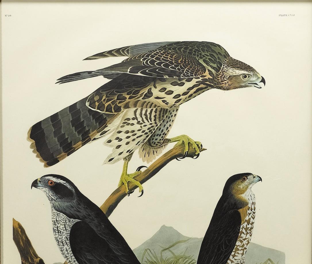 American Goshawk and Stanley Hawk Amsterdam Audubon Edition
