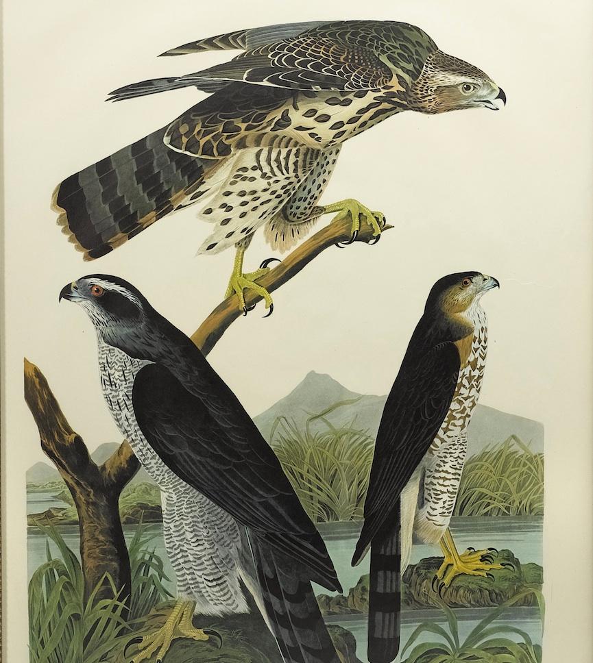 Goshawk and Stanley Hawk Amsterdam Audubon Edition In Good Condition In Colorado Springs, CO