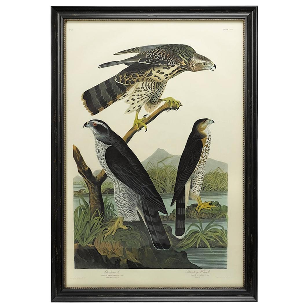 Goshawk and Stanley Hawk Amsterdam Audubon Edition